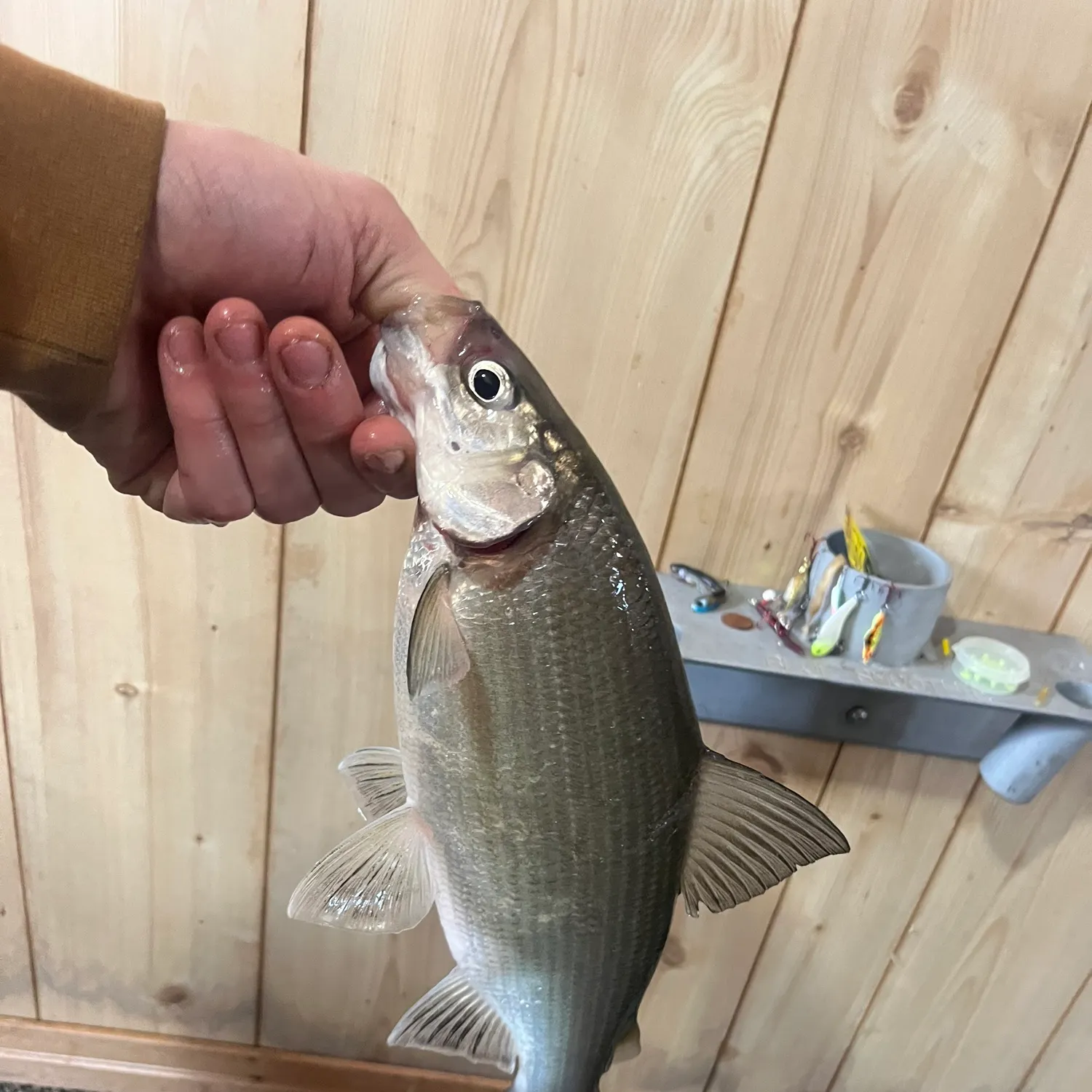 The most recent Lake whitefish catches on Fishbrain