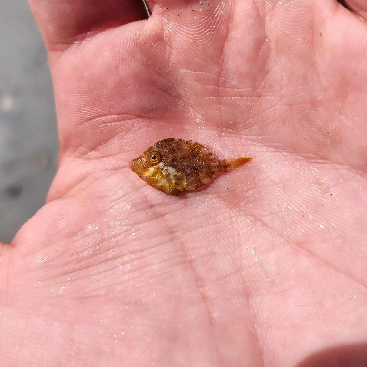 The most recent Planehead filefish catches on Fishbrain