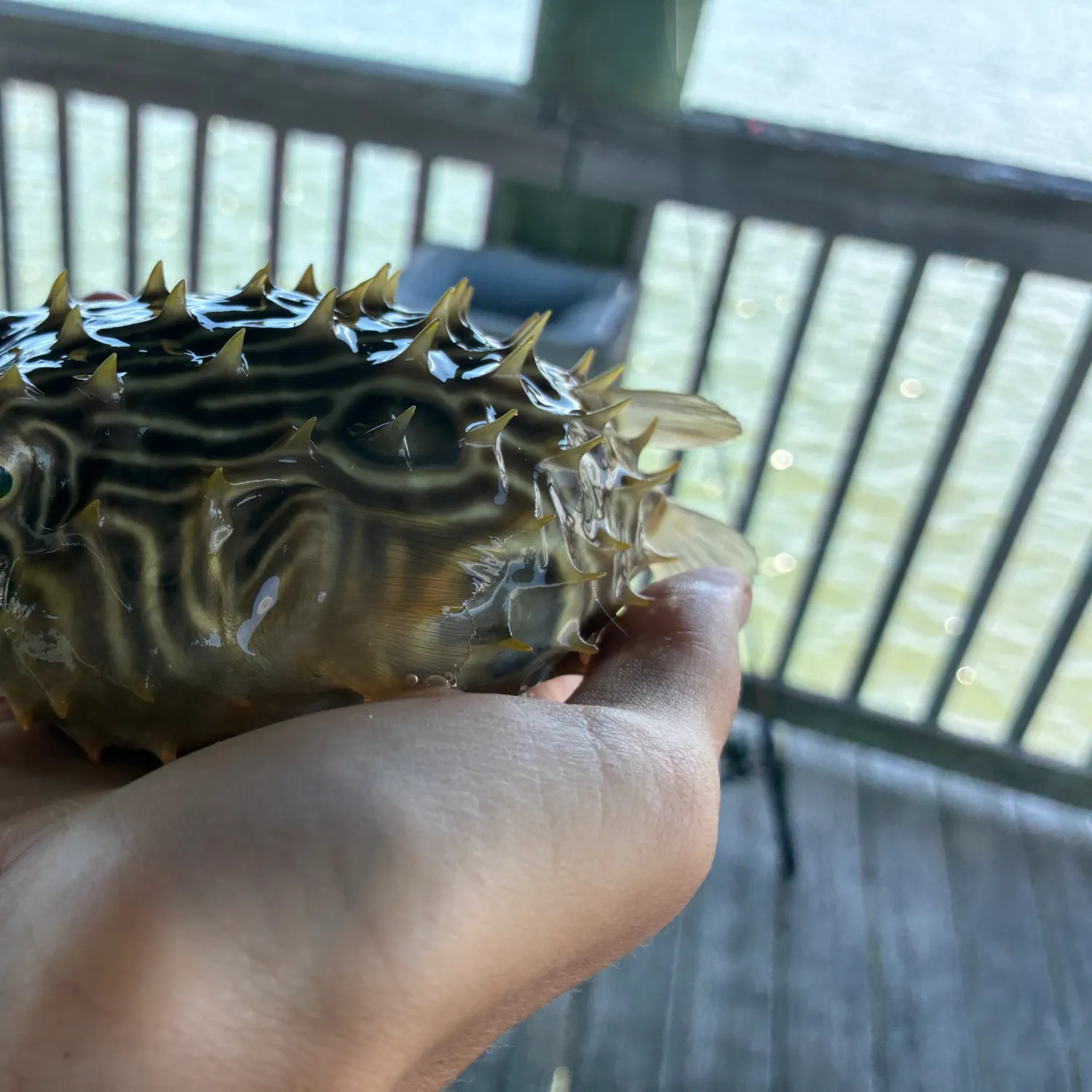 The most recent Striped burrfish catches on Fishbrain