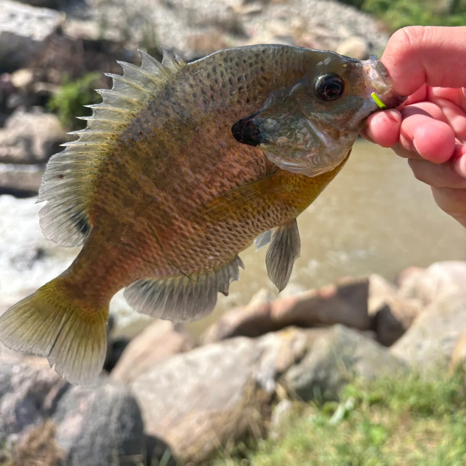 Bluegill caught on Fishbrain
