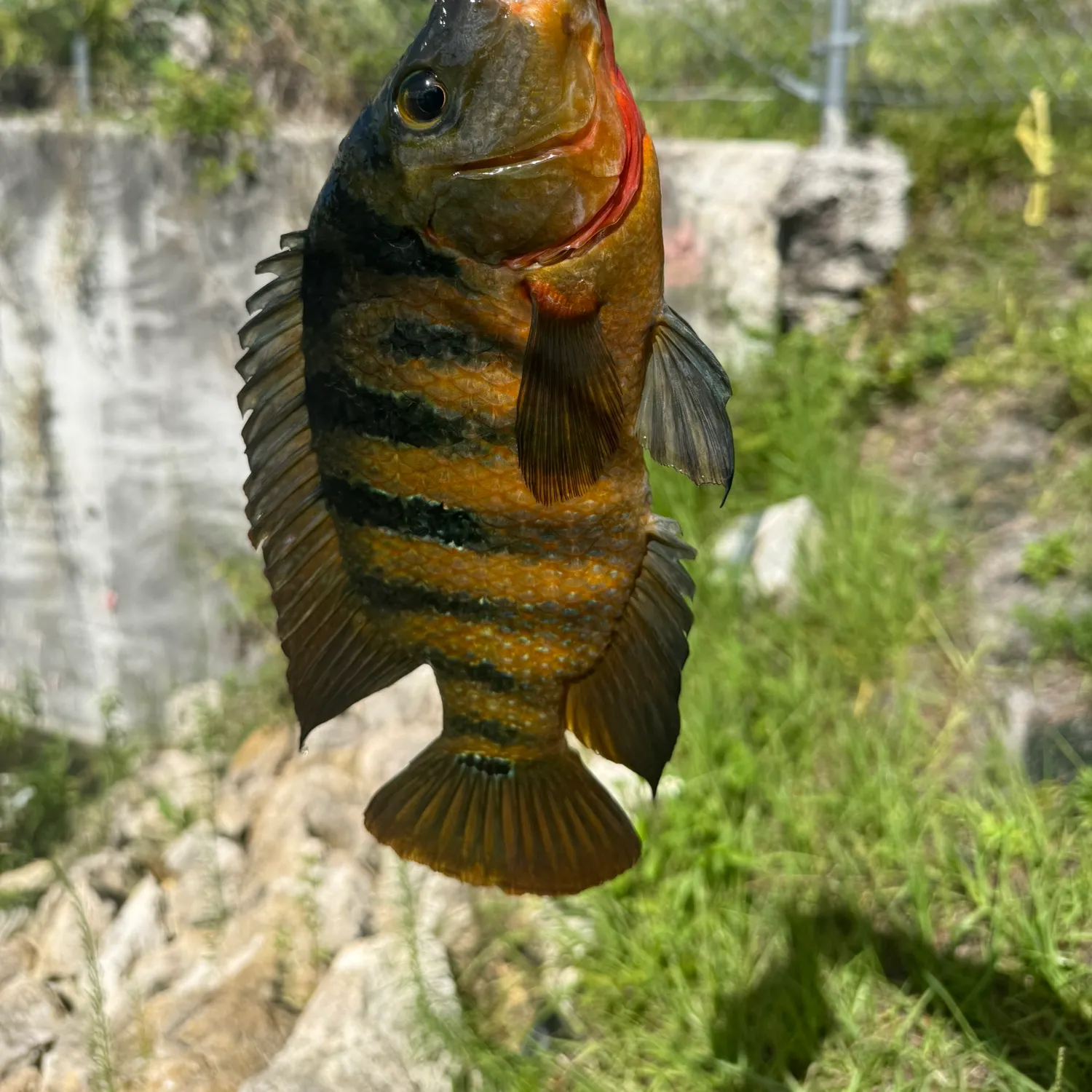 Mayan cichlid caught on Fishbrain