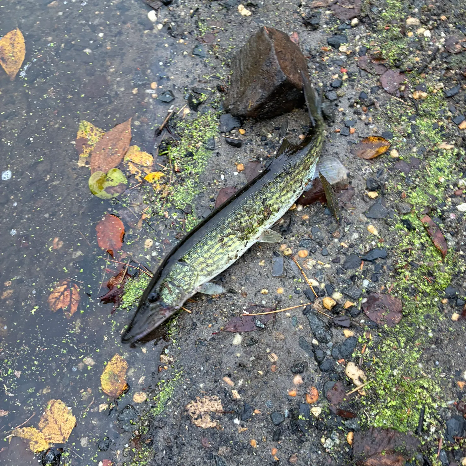 Chain pickerel caught on Fishbrain