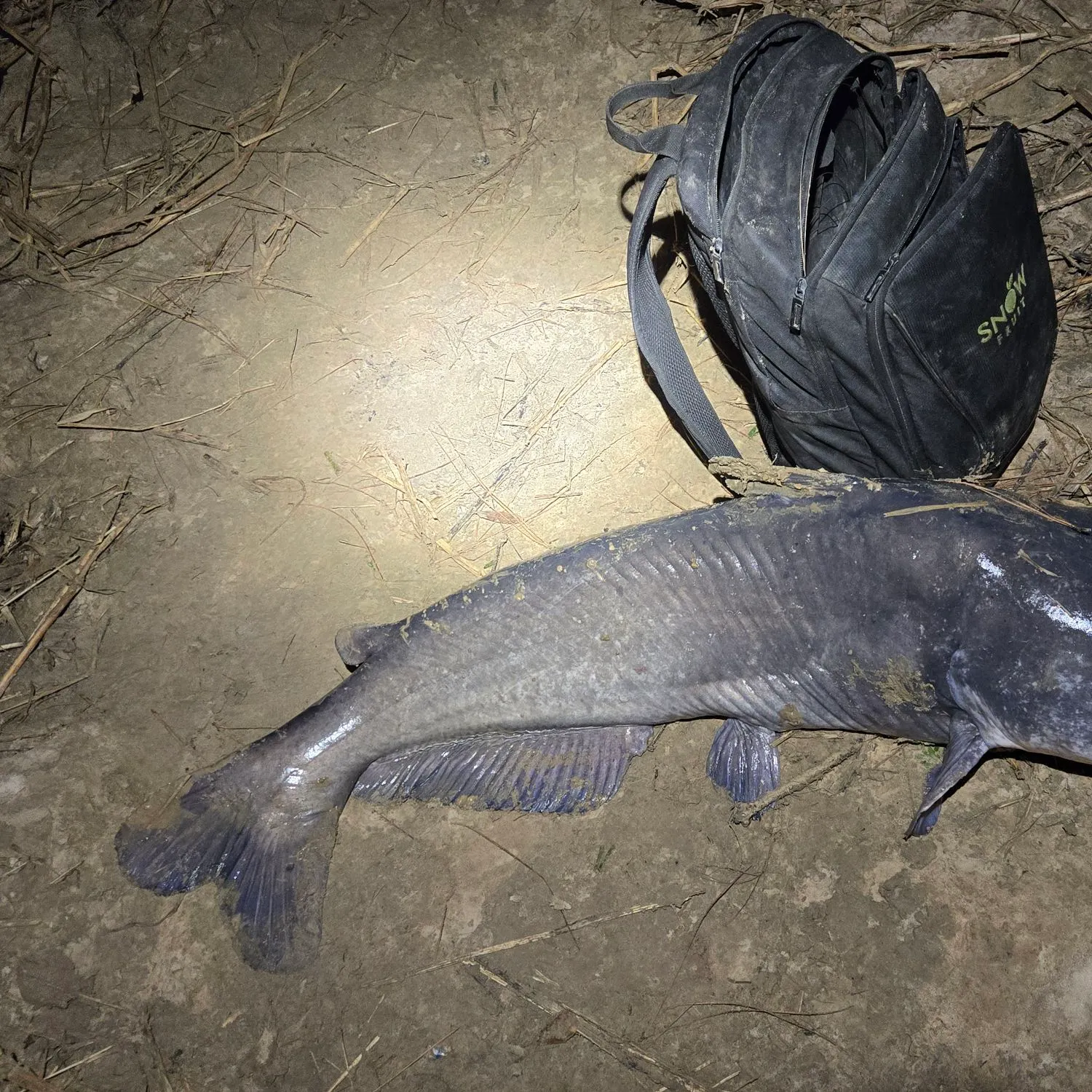 The most recent Blue catfish catches on Fishbrain