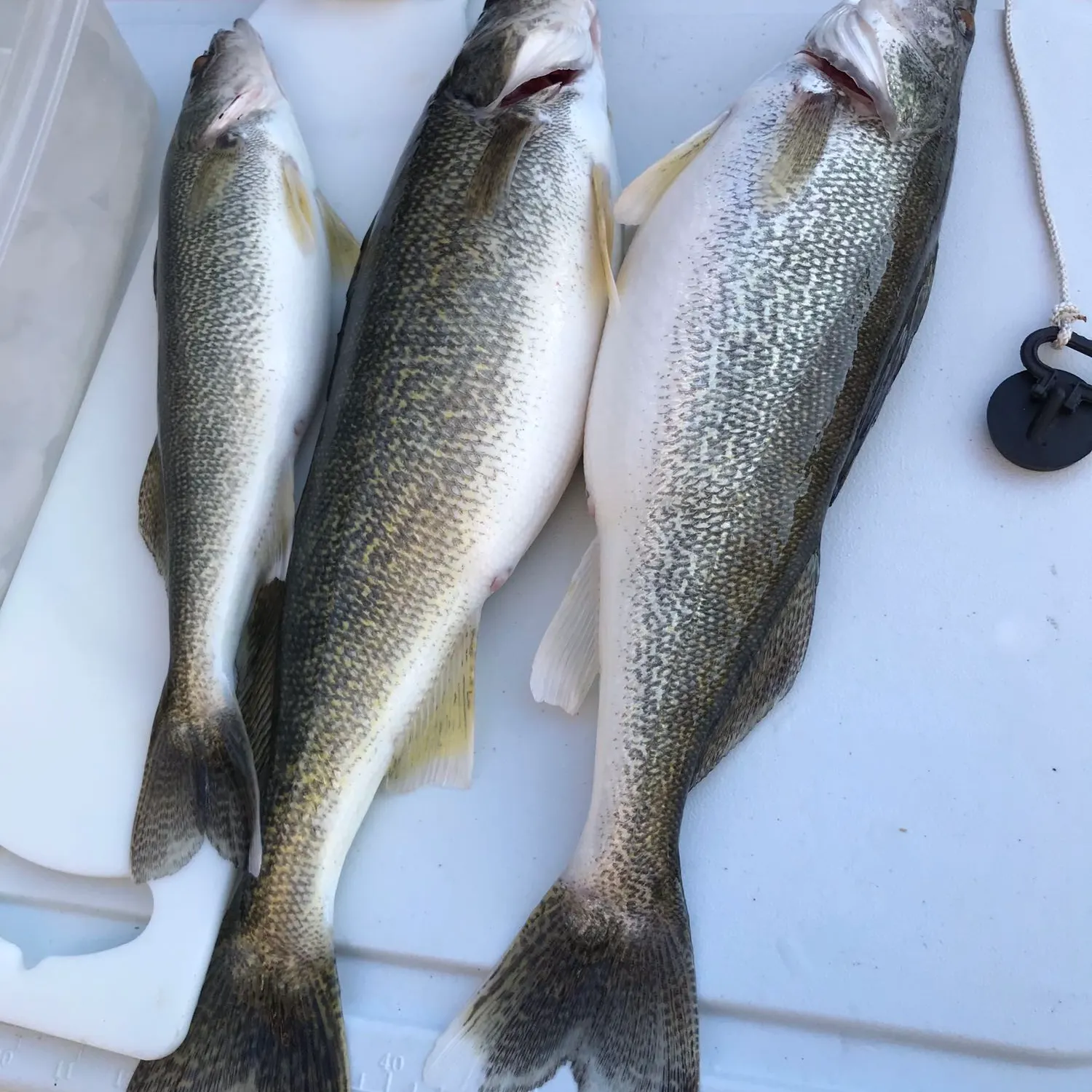 recently logged catches