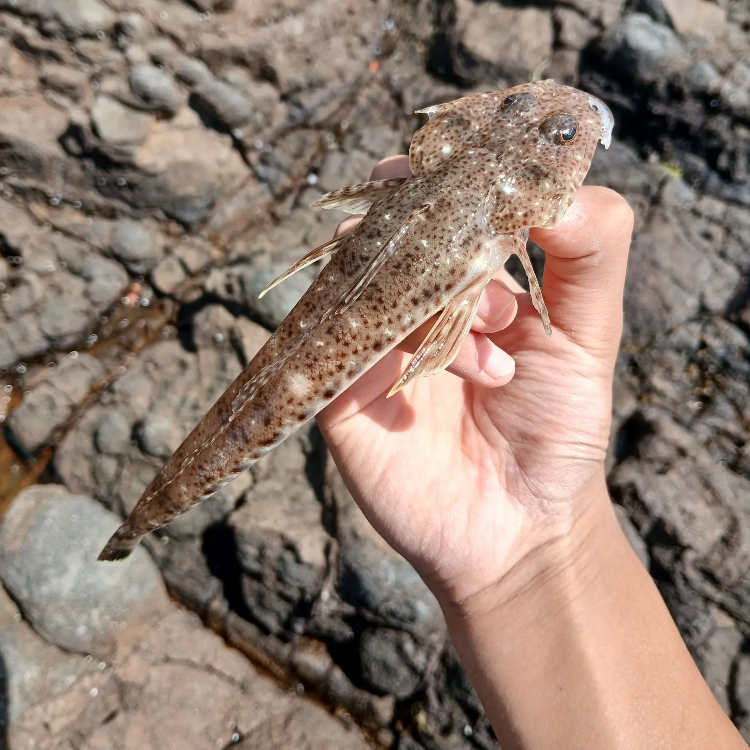 The most recent Sand flathead catches on Fishbrain