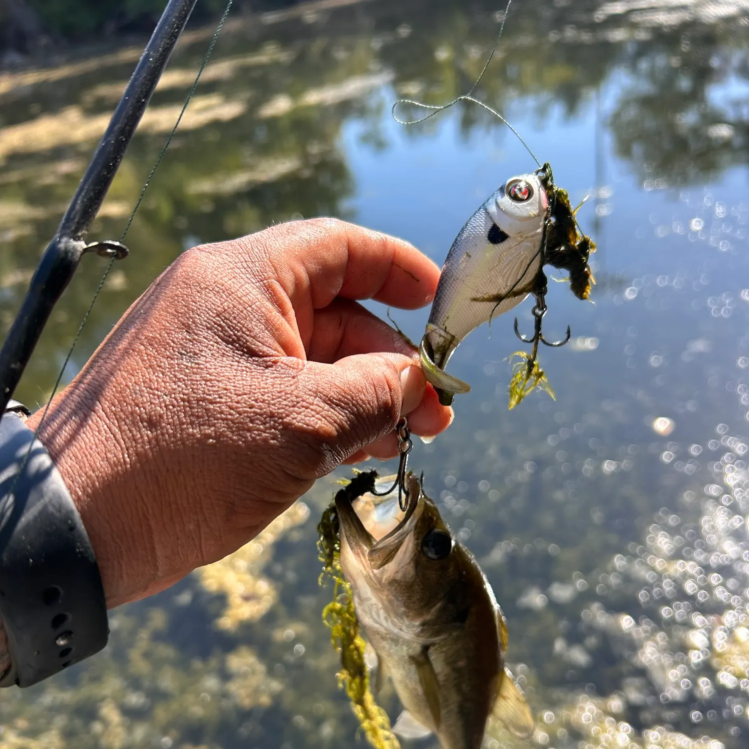 Largemouth bass caught on Fishbrain