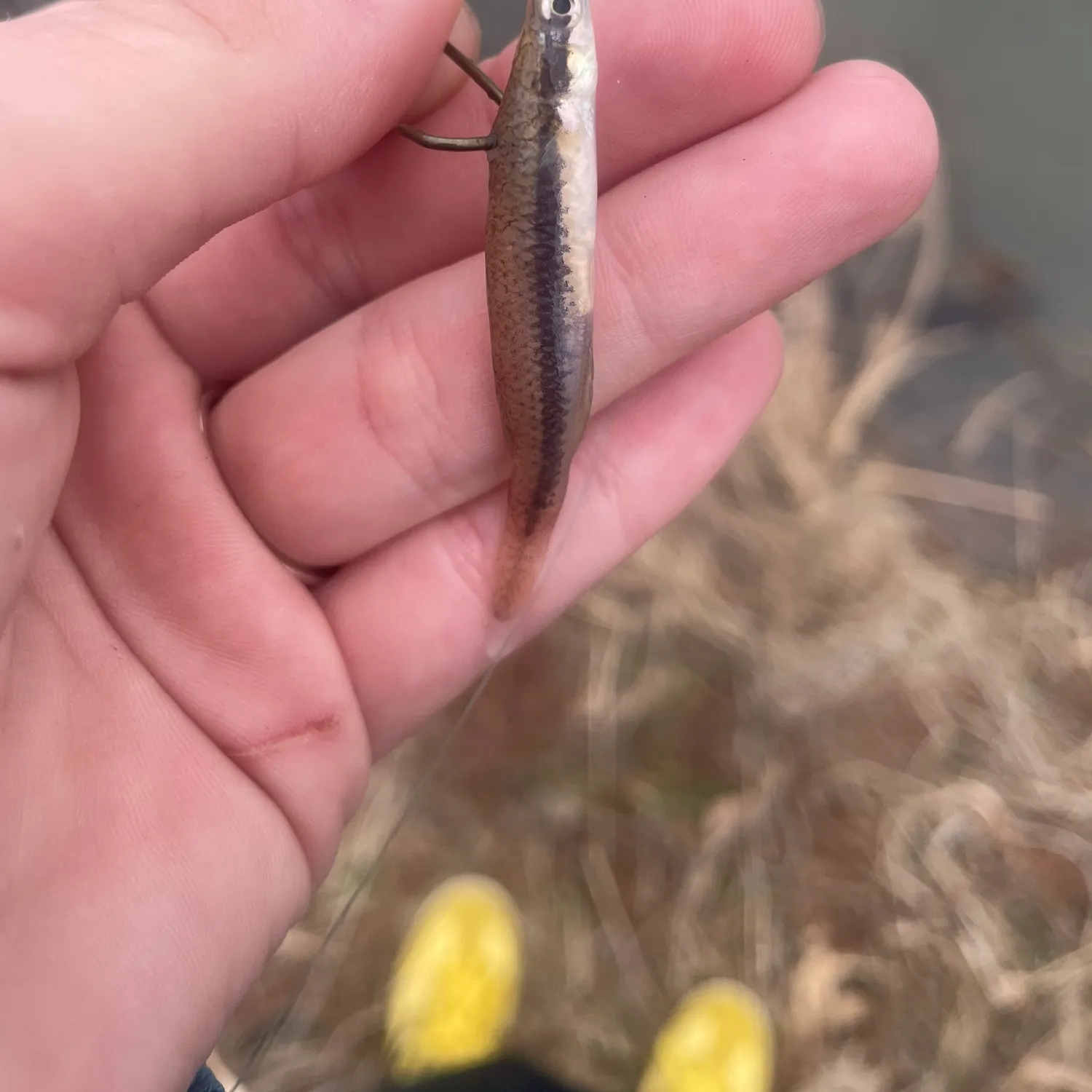 The most recent Blackstripe topminnow catches on Fishbrain