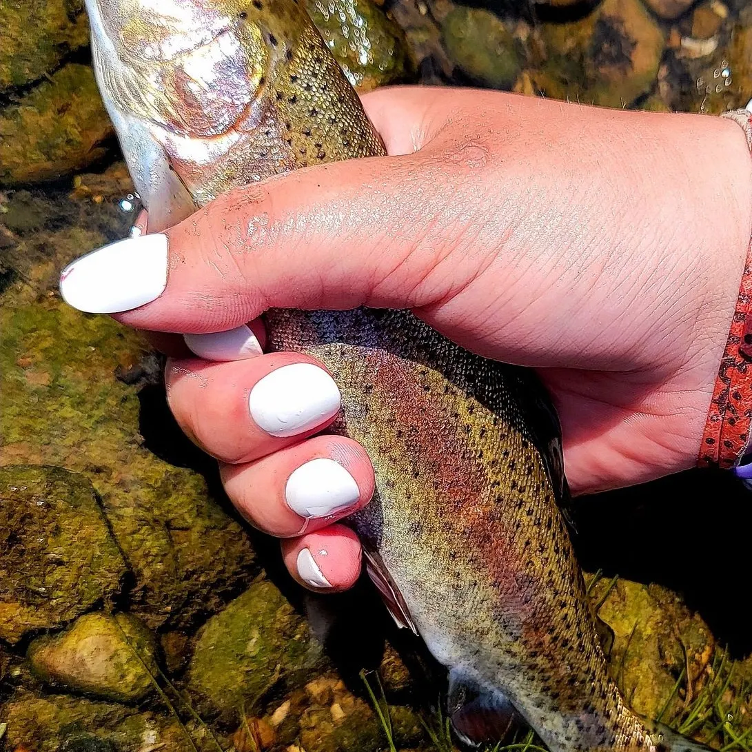 The most recent Rainbow trout catches on Fishbrain