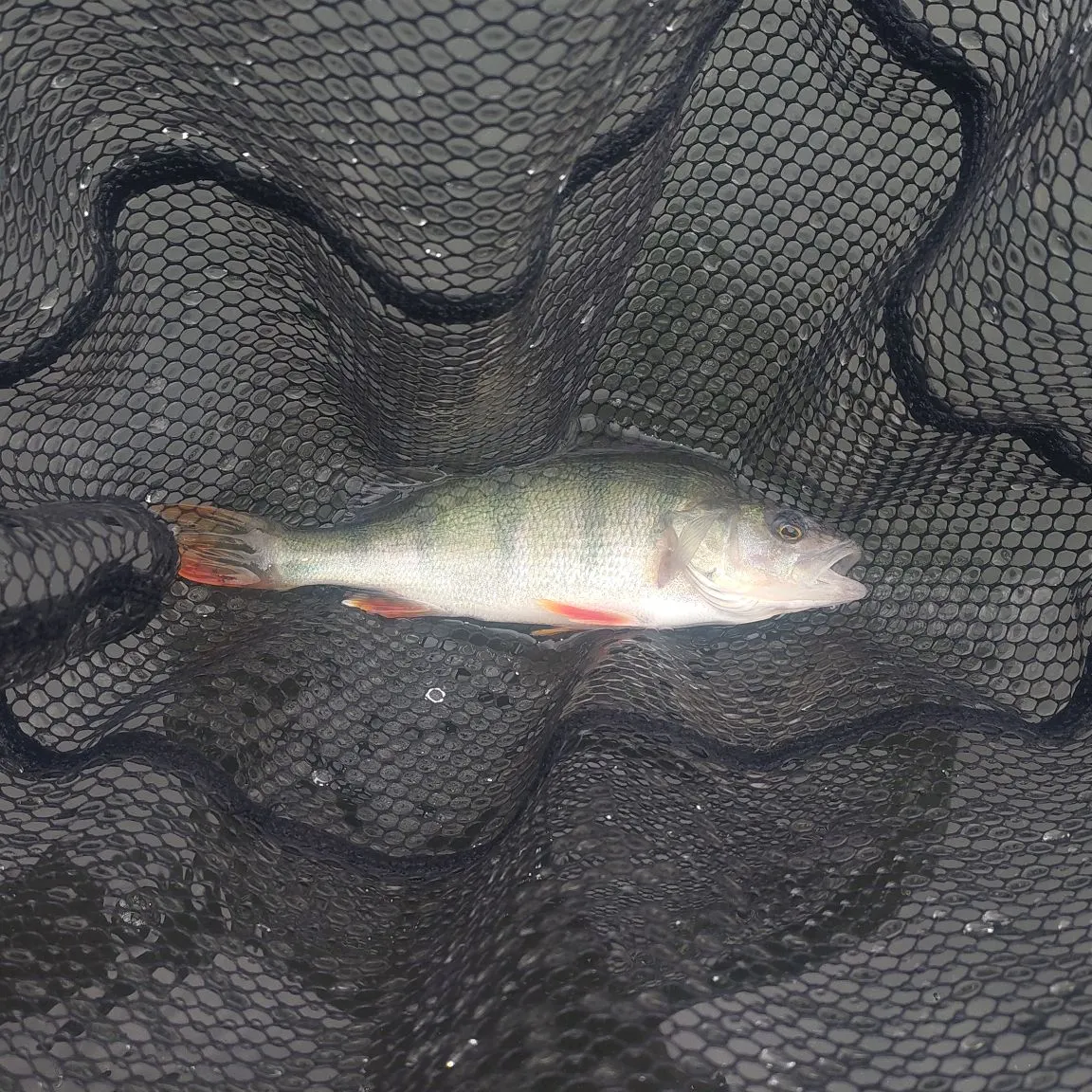 European perch caught on Fishbrain