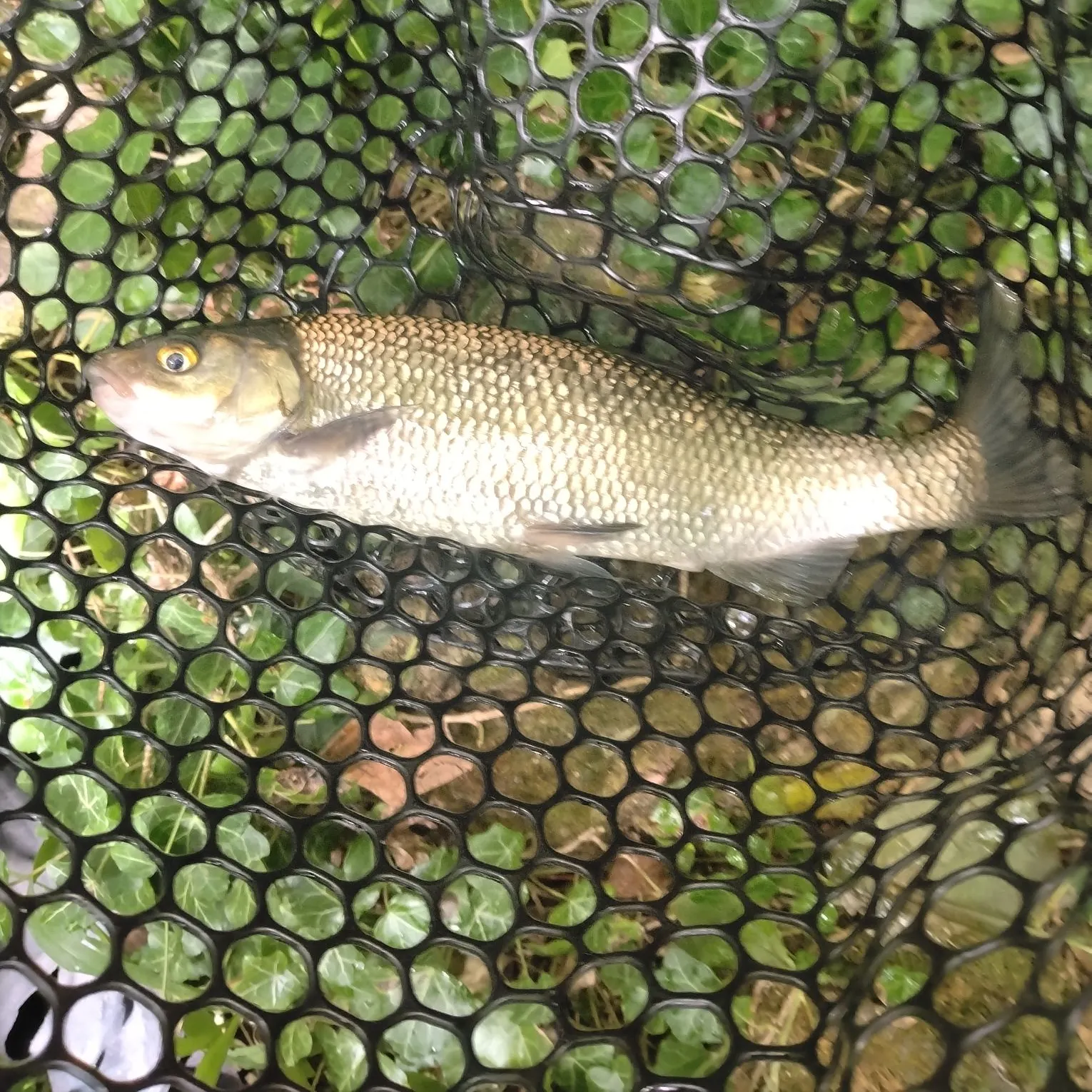 European chub caught on Fishbrain