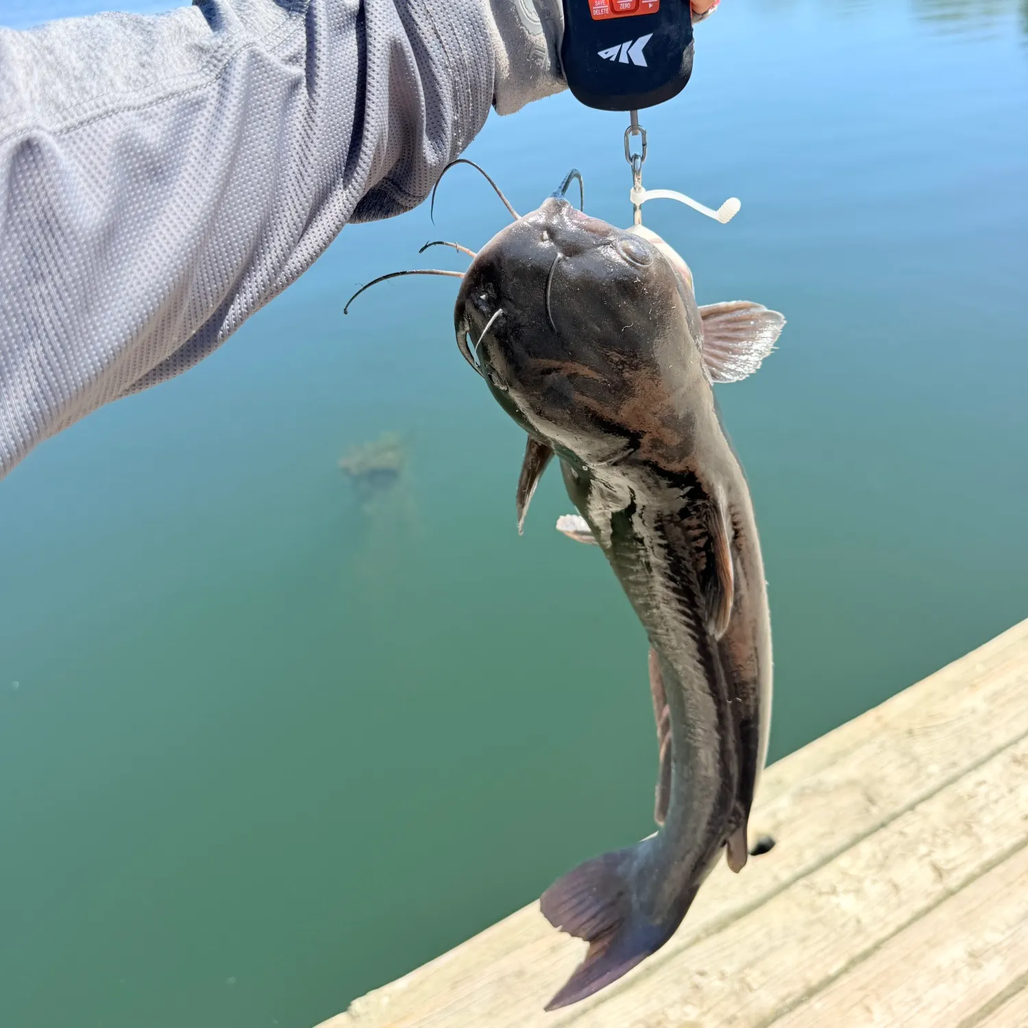 Channel catfish caught on Fishbrain