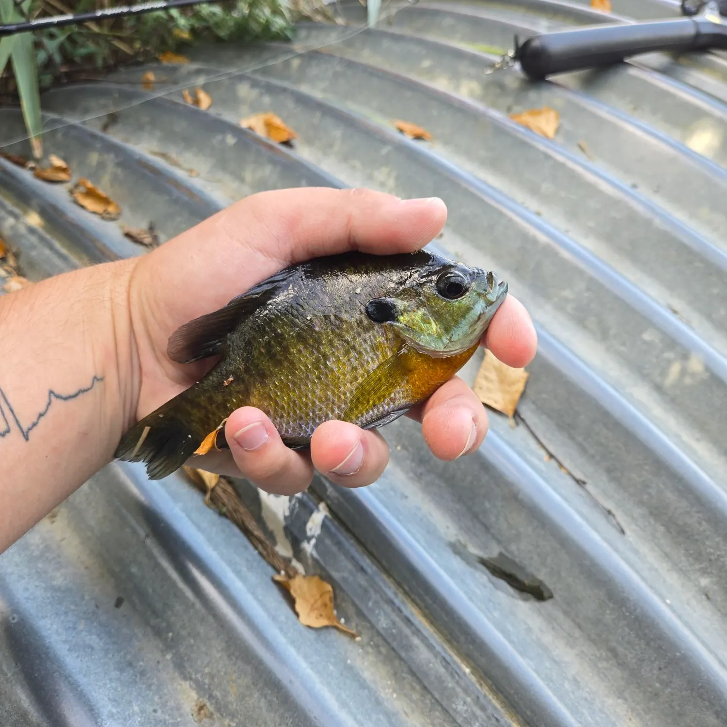 Bluegill caught on Fishbrain