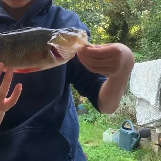 European perch caught on Fishbrain