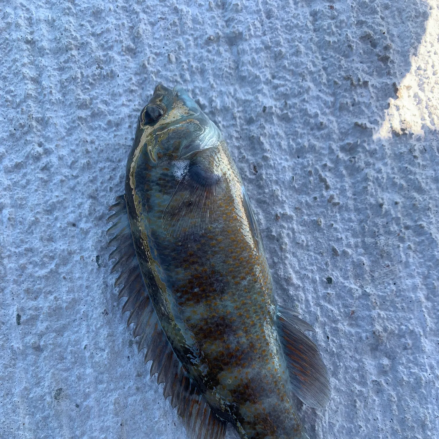 Cunner caught on Fishbrain