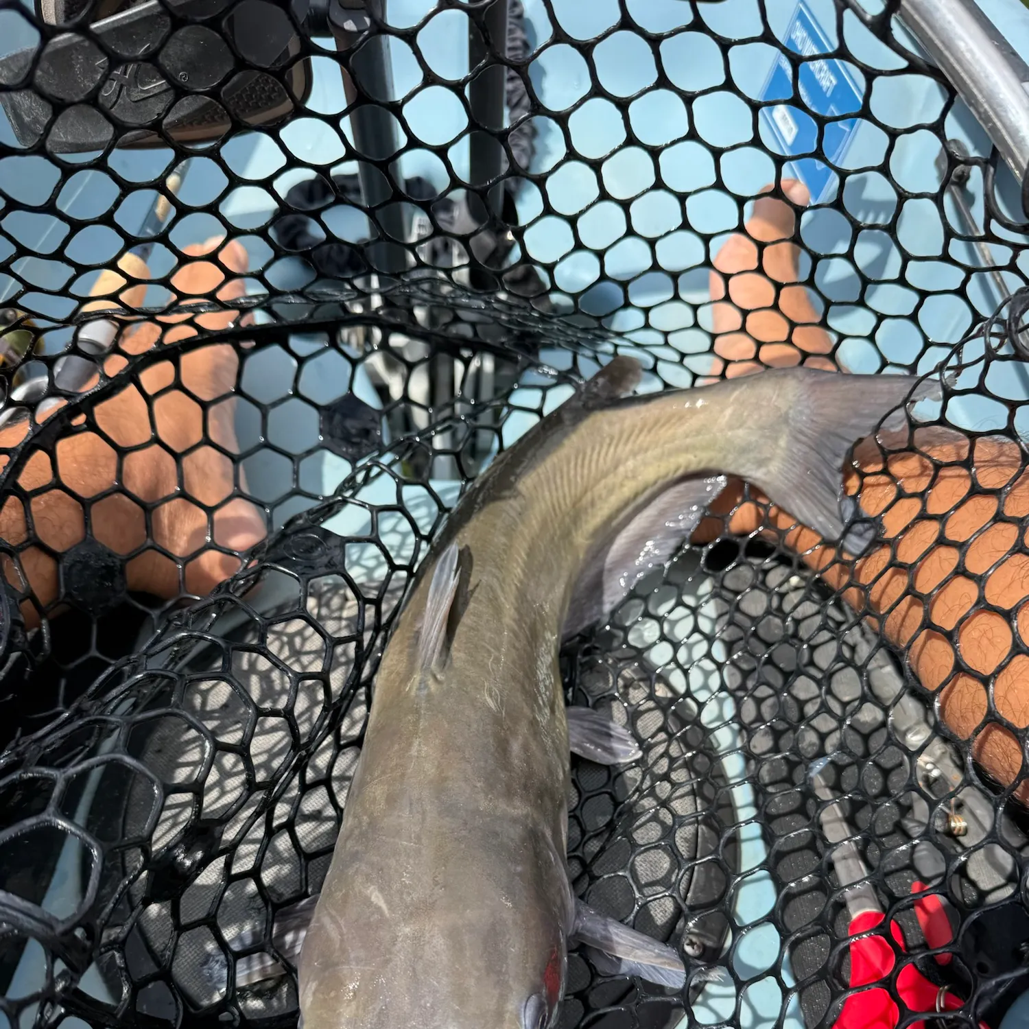 Channel catfish caught on Fishbrain