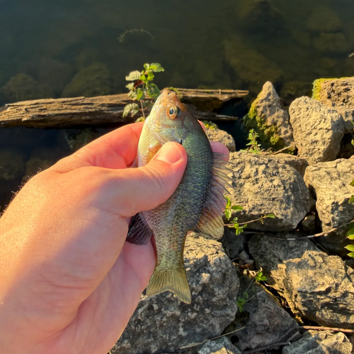 Bluegill caught on Fishbrain