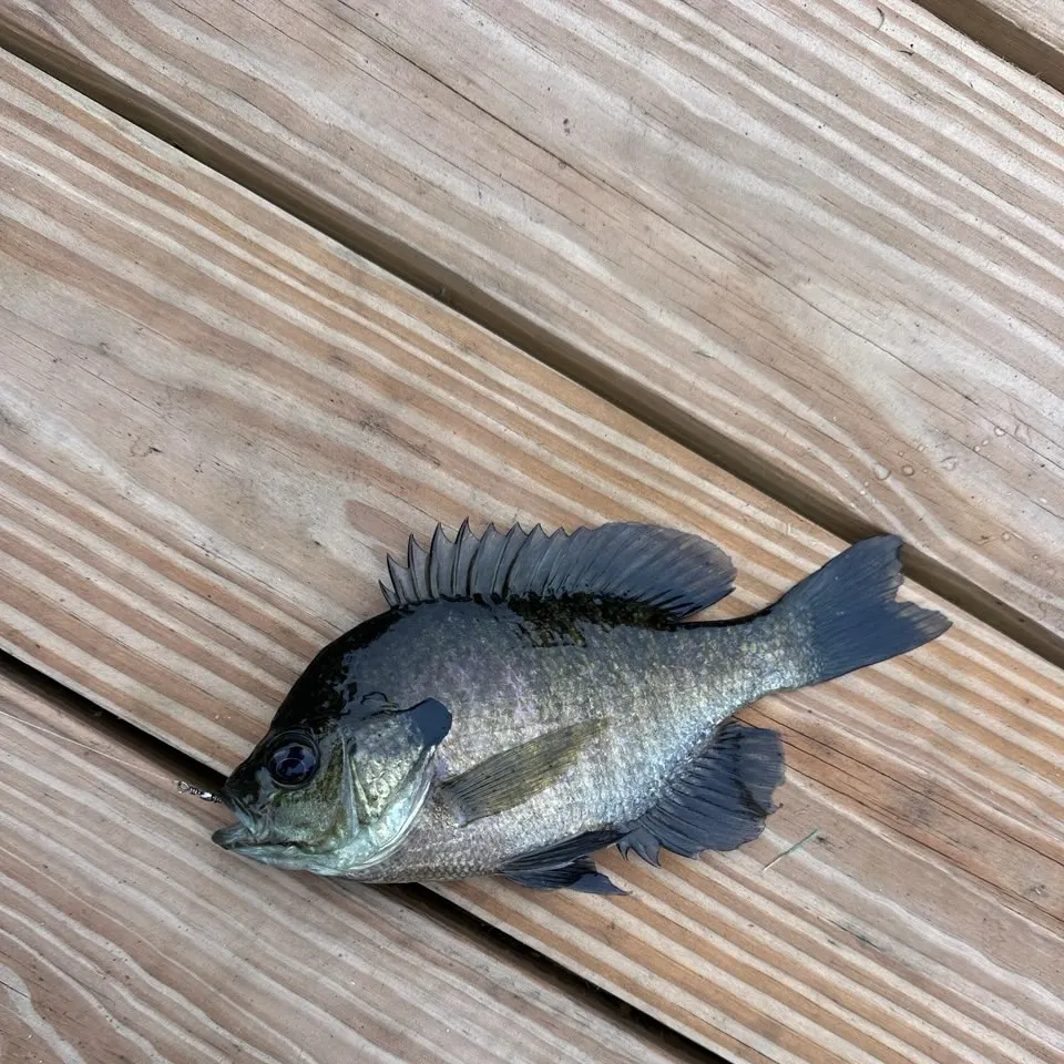 Bluegill caught on Fishbrain