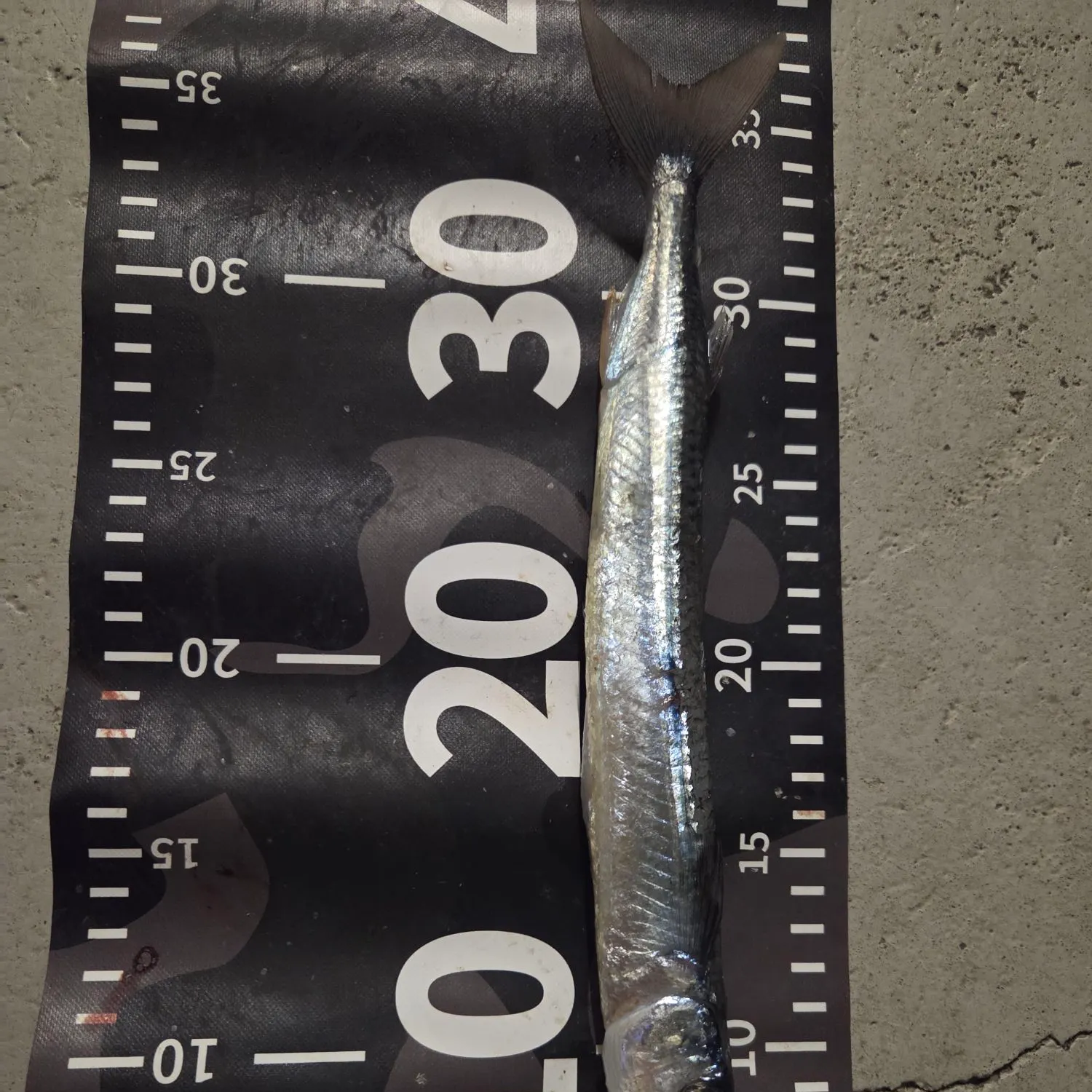 The most recent Blackbarred halfbeak catches on Fishbrain