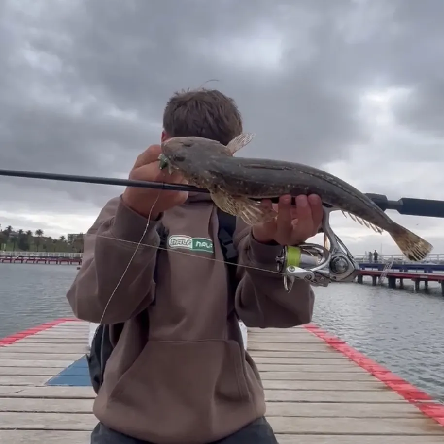 The most recent Rock flathead catches on Fishbrain