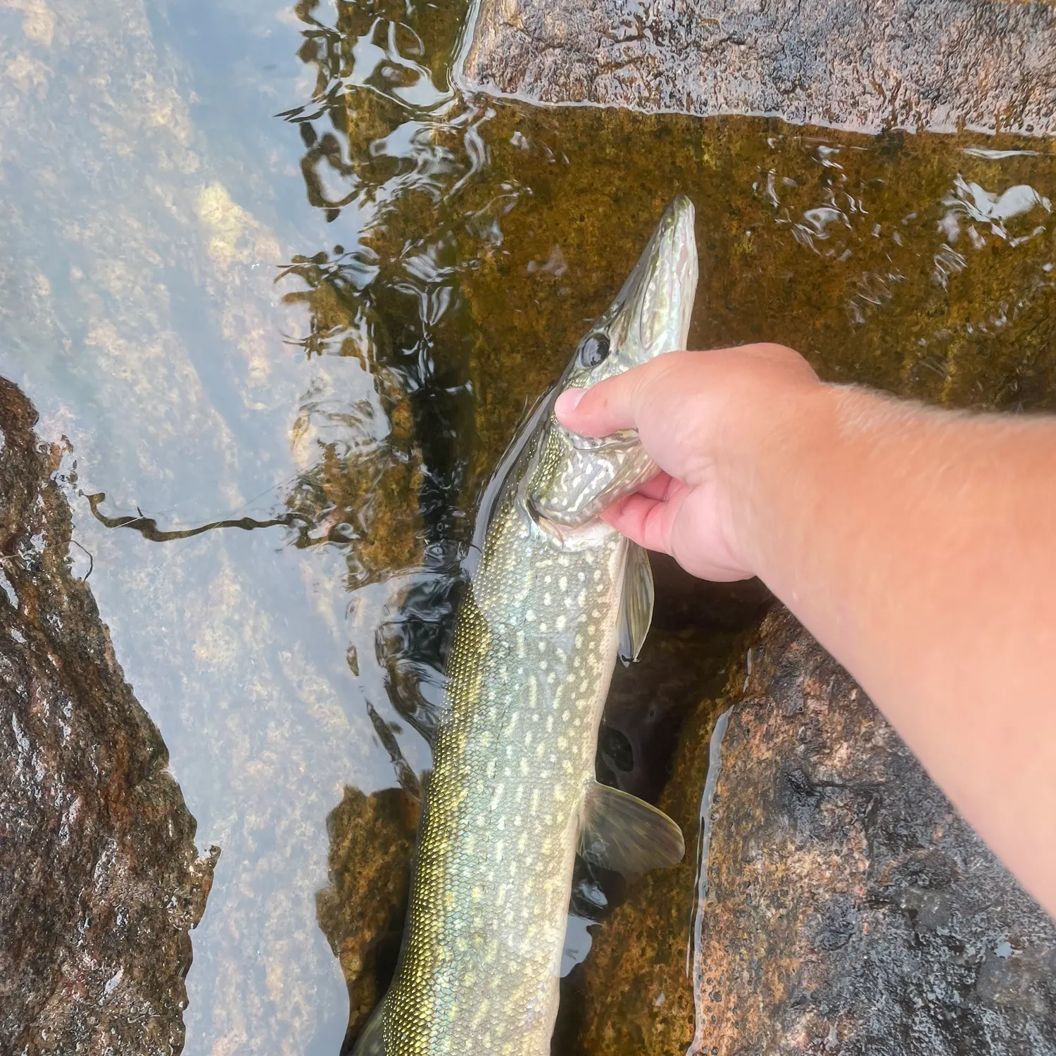 Northern pike caught on Fishbrain