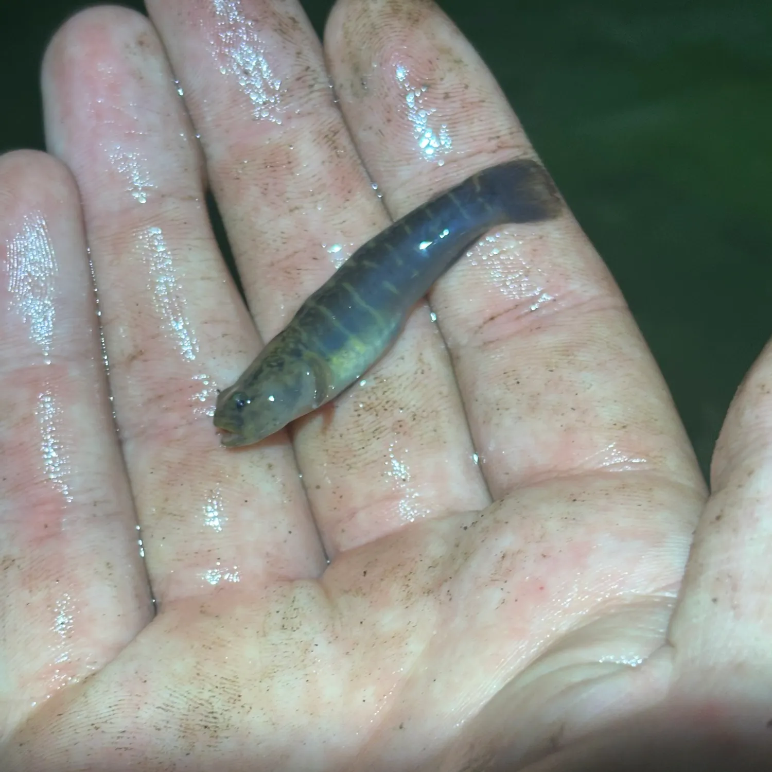The most recent Naked goby catches on Fishbrain