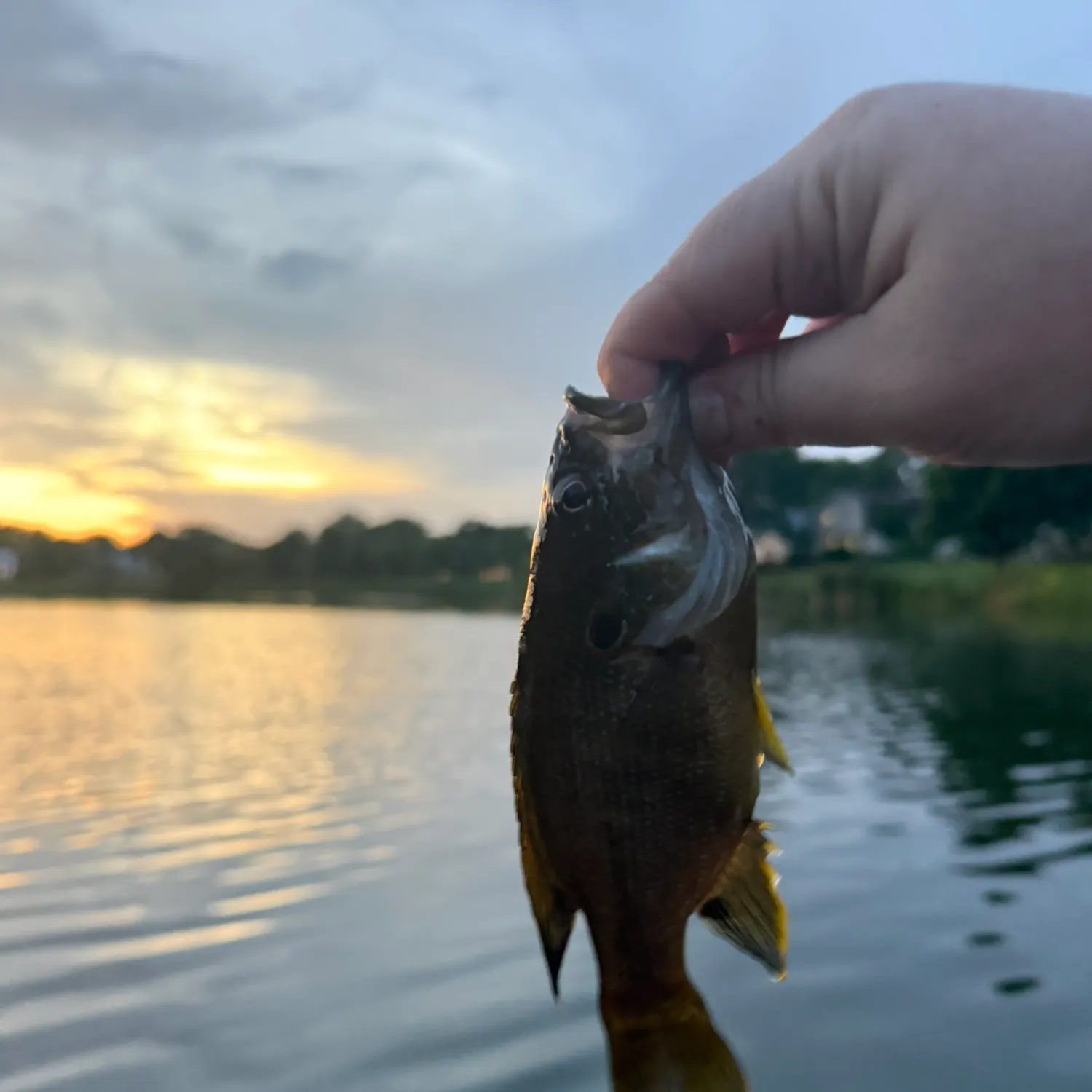 Green sunfish caught on Fishbrain