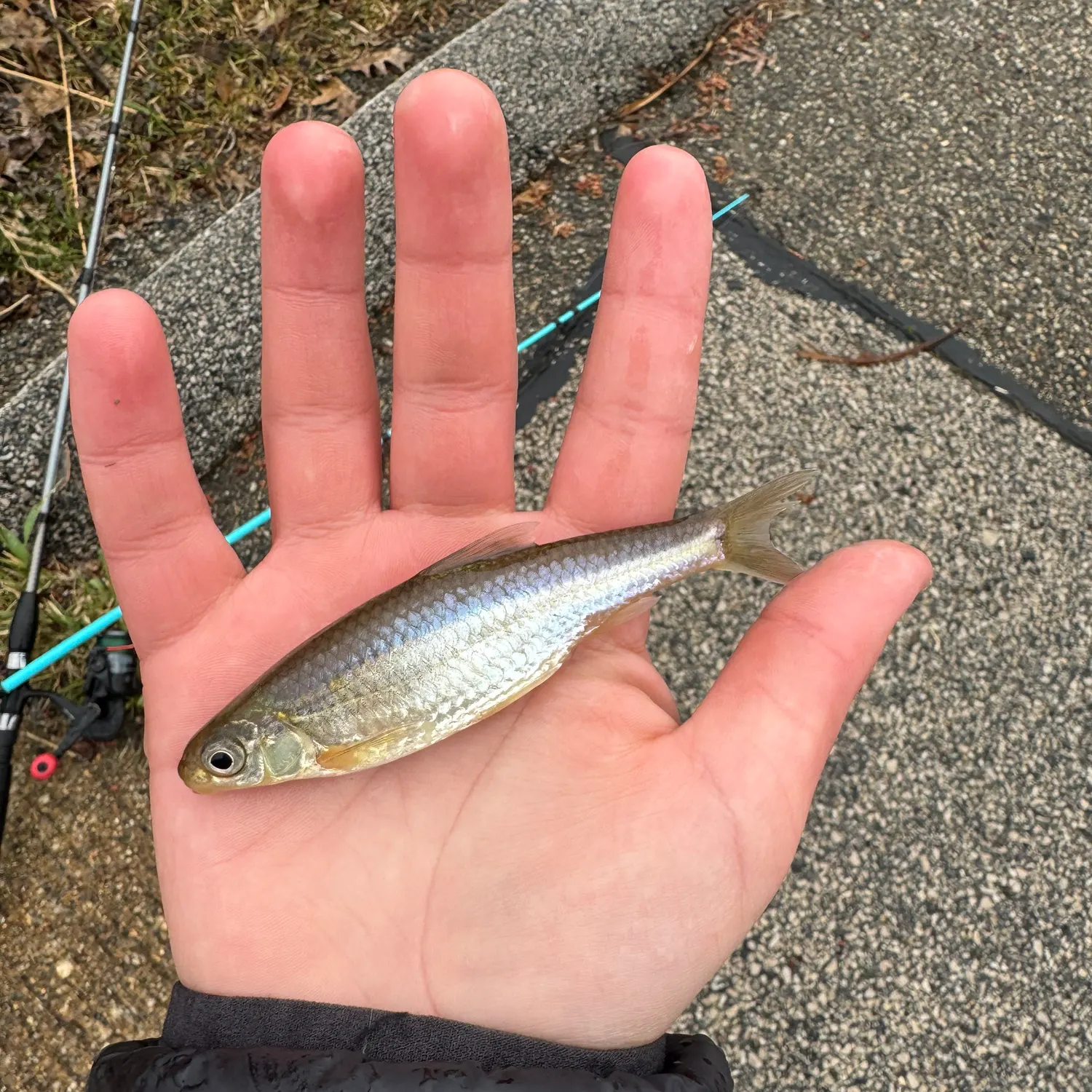 The most recent Spottail shiner catches on Fishbrain