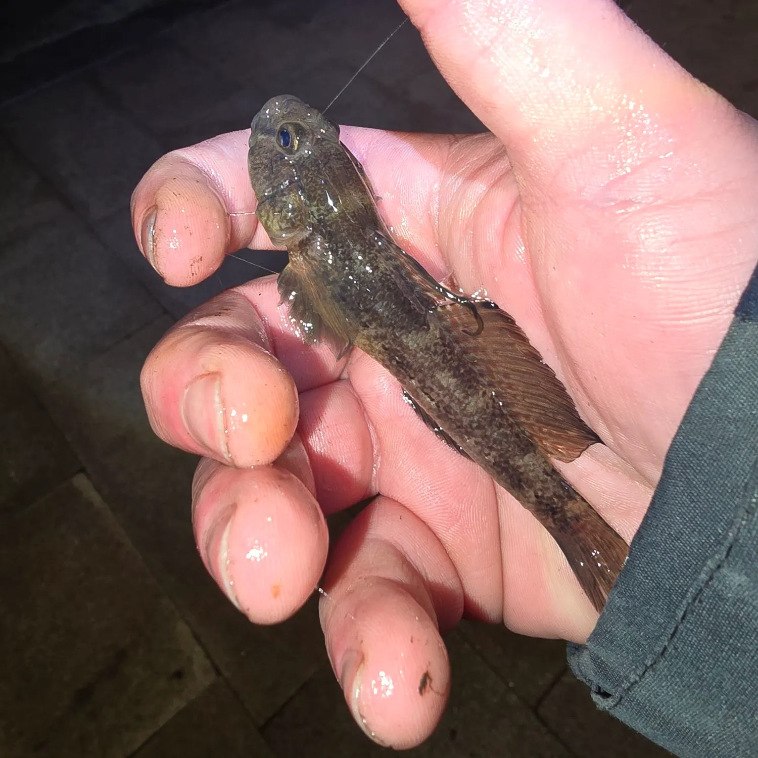 The most recent Black goby catches on Fishbrain