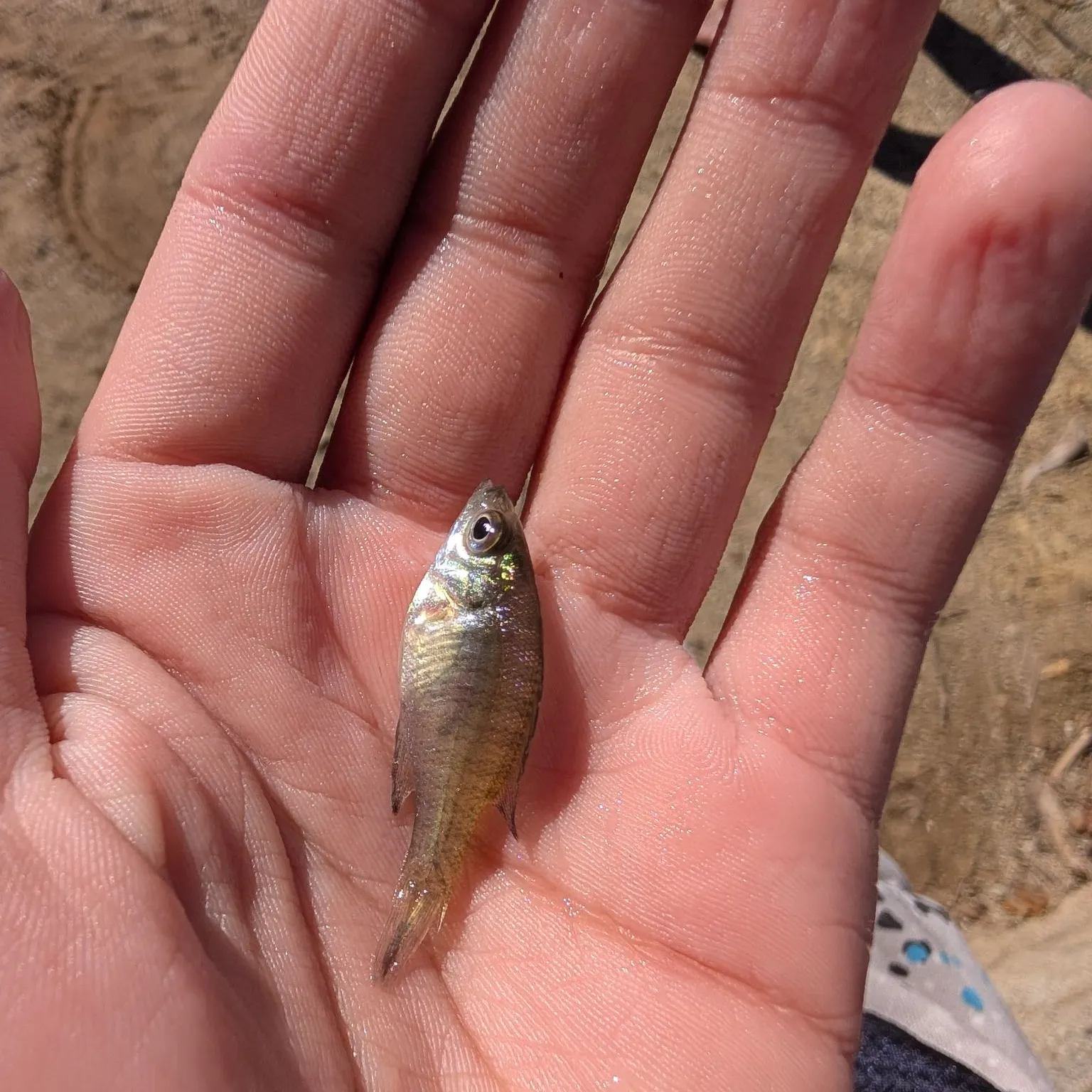 The most recent Slender unicorn catches on Fishbrain