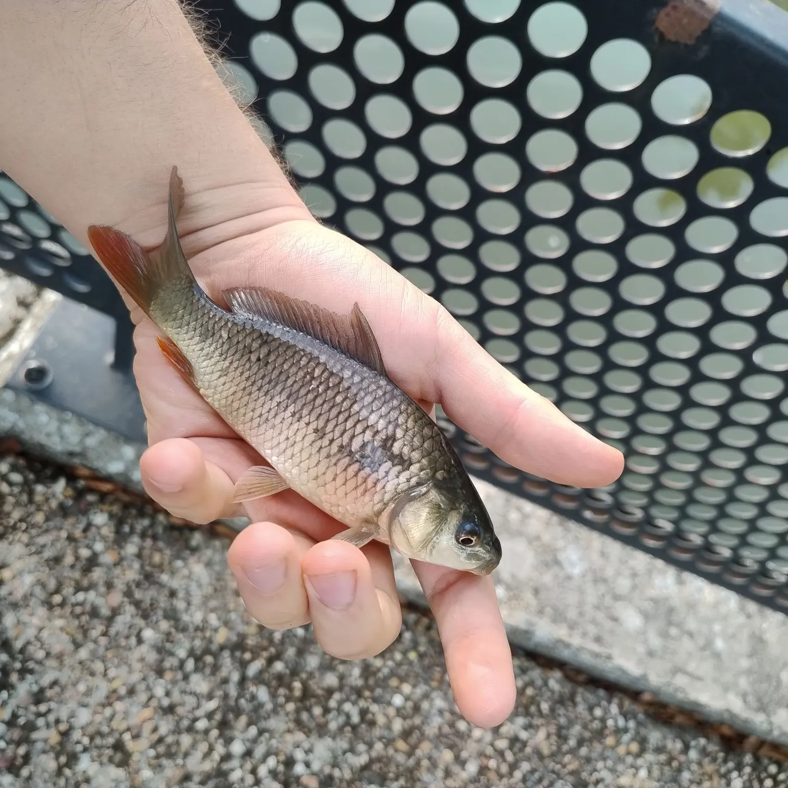 Common roach caught on Fishbrain