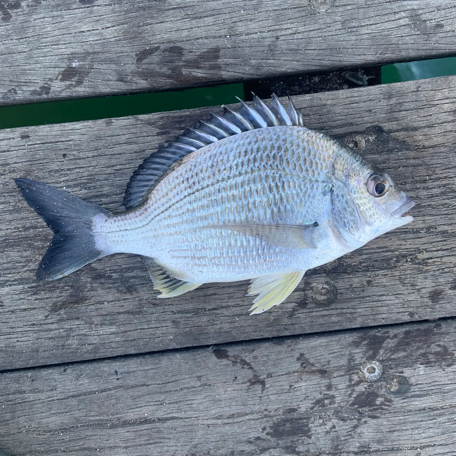 Surf bream caught on Fishbrain