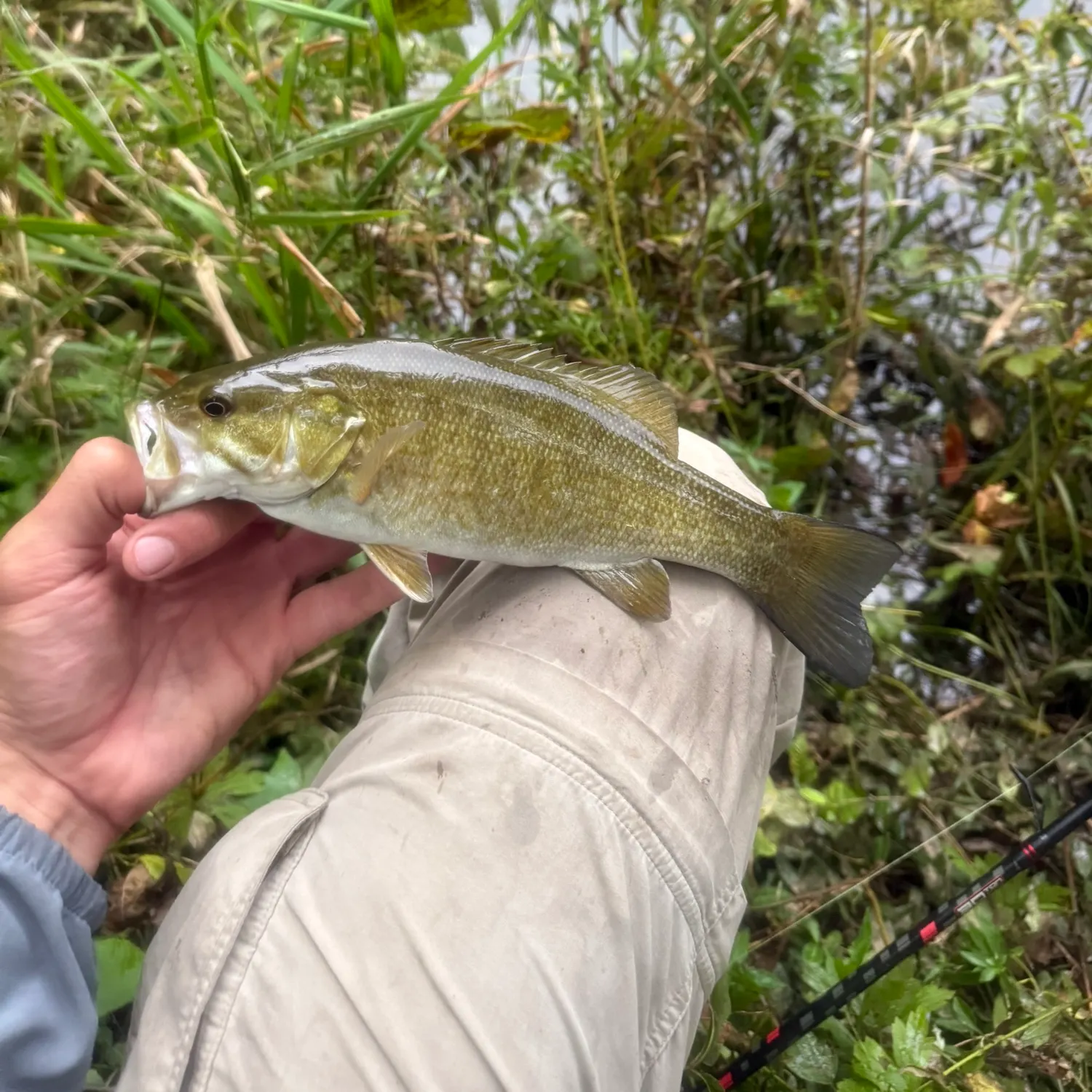 Smallmouth bass caught on Fishbrain