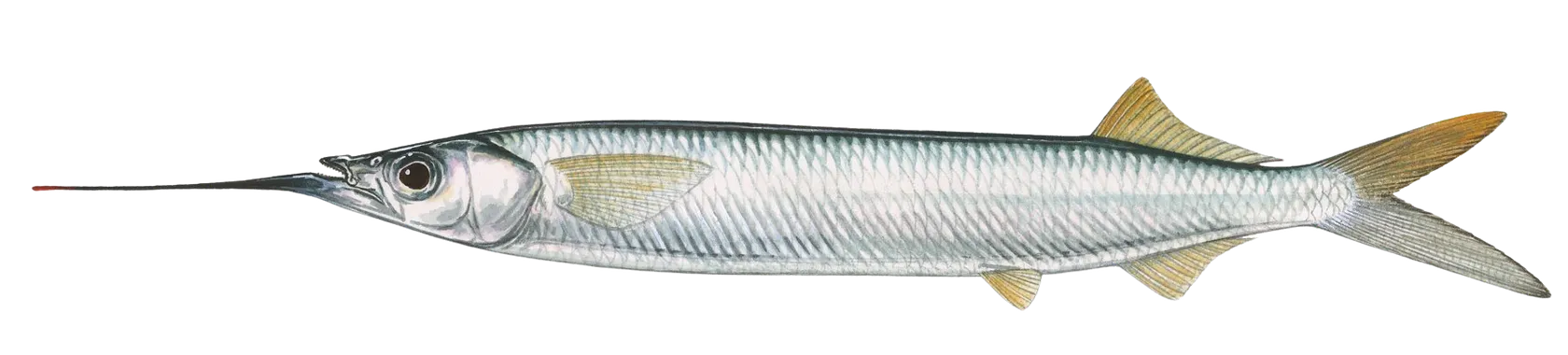 Ballyhoo halfbeak