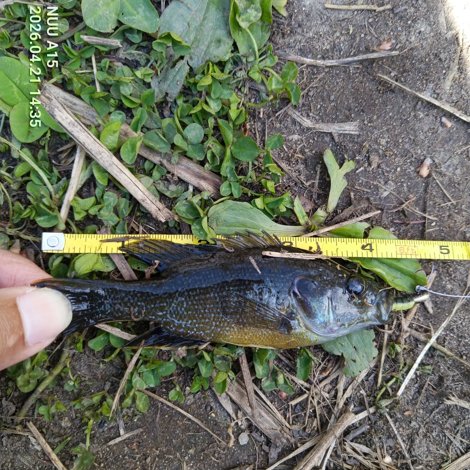 recently logged catches