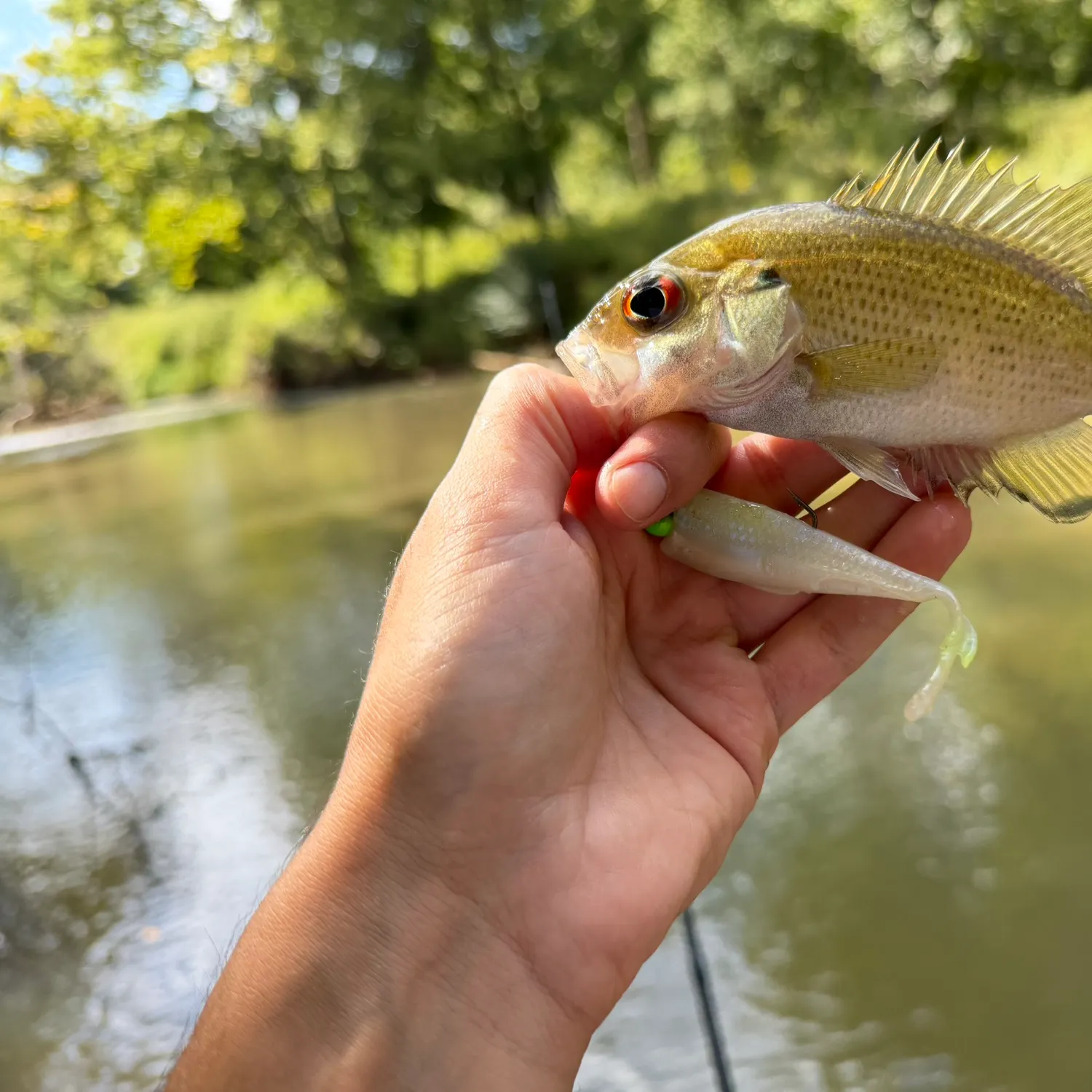 Rock bass caught on Fishbrain