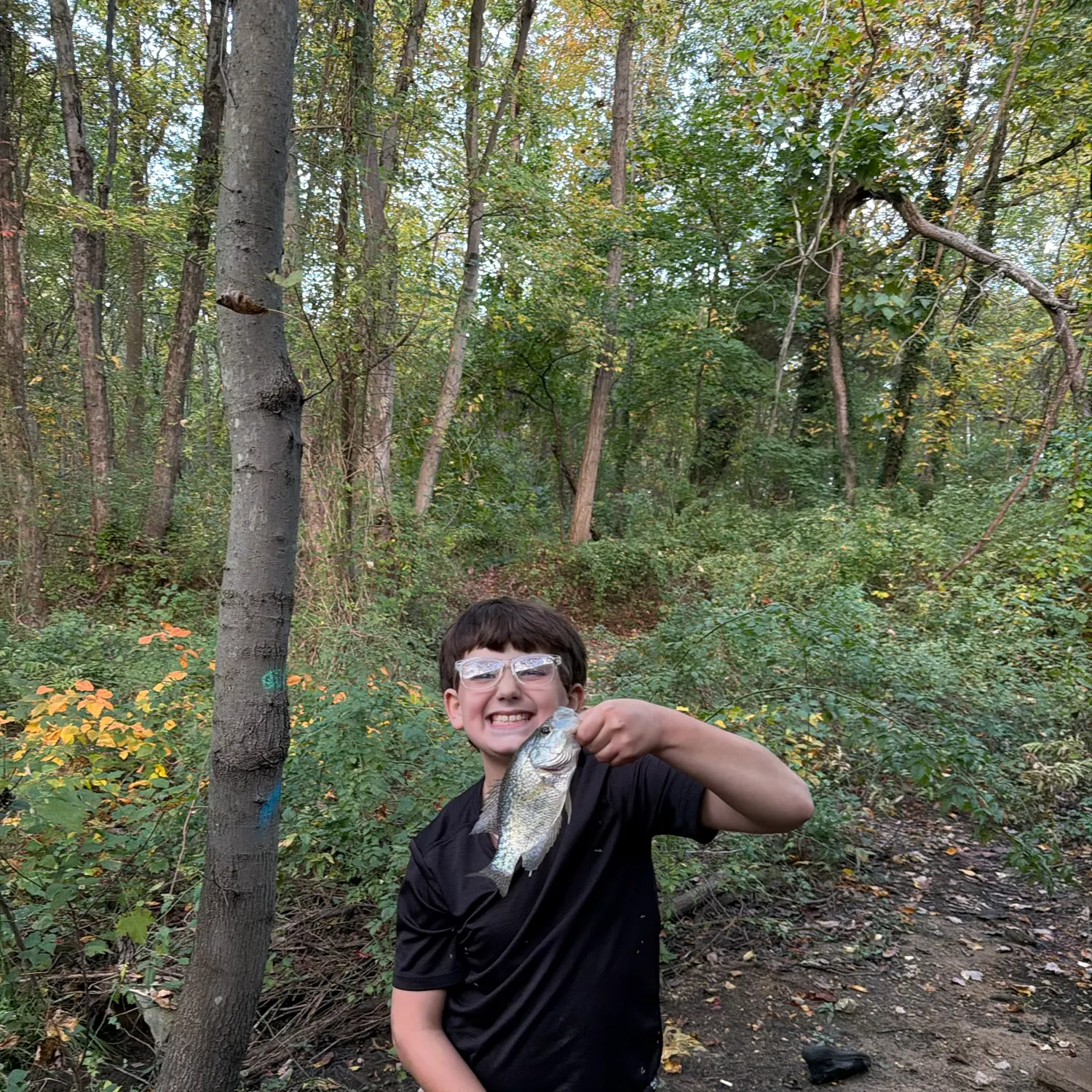 Rock bass caught on Fishbrain