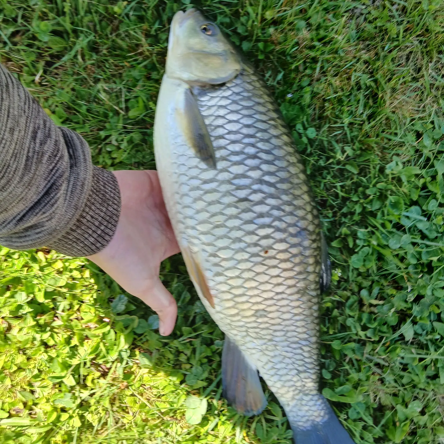 The most recent European chub catches on Fishbrain
