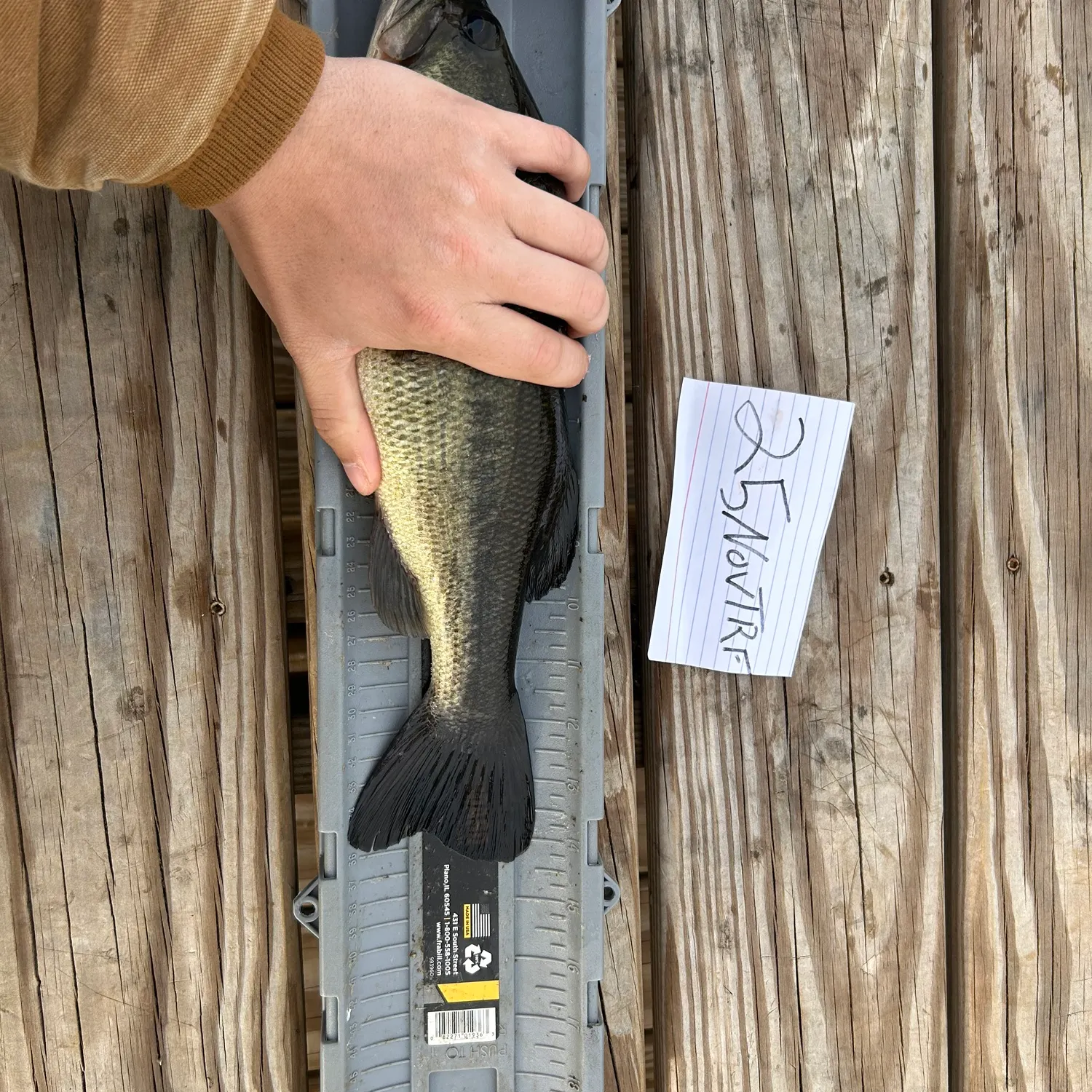 recently logged catches