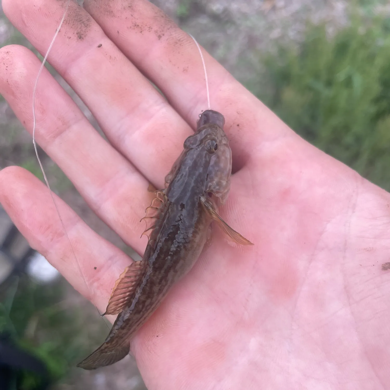 The most recent Gymnogobius urotaenia catches on Fishbrain