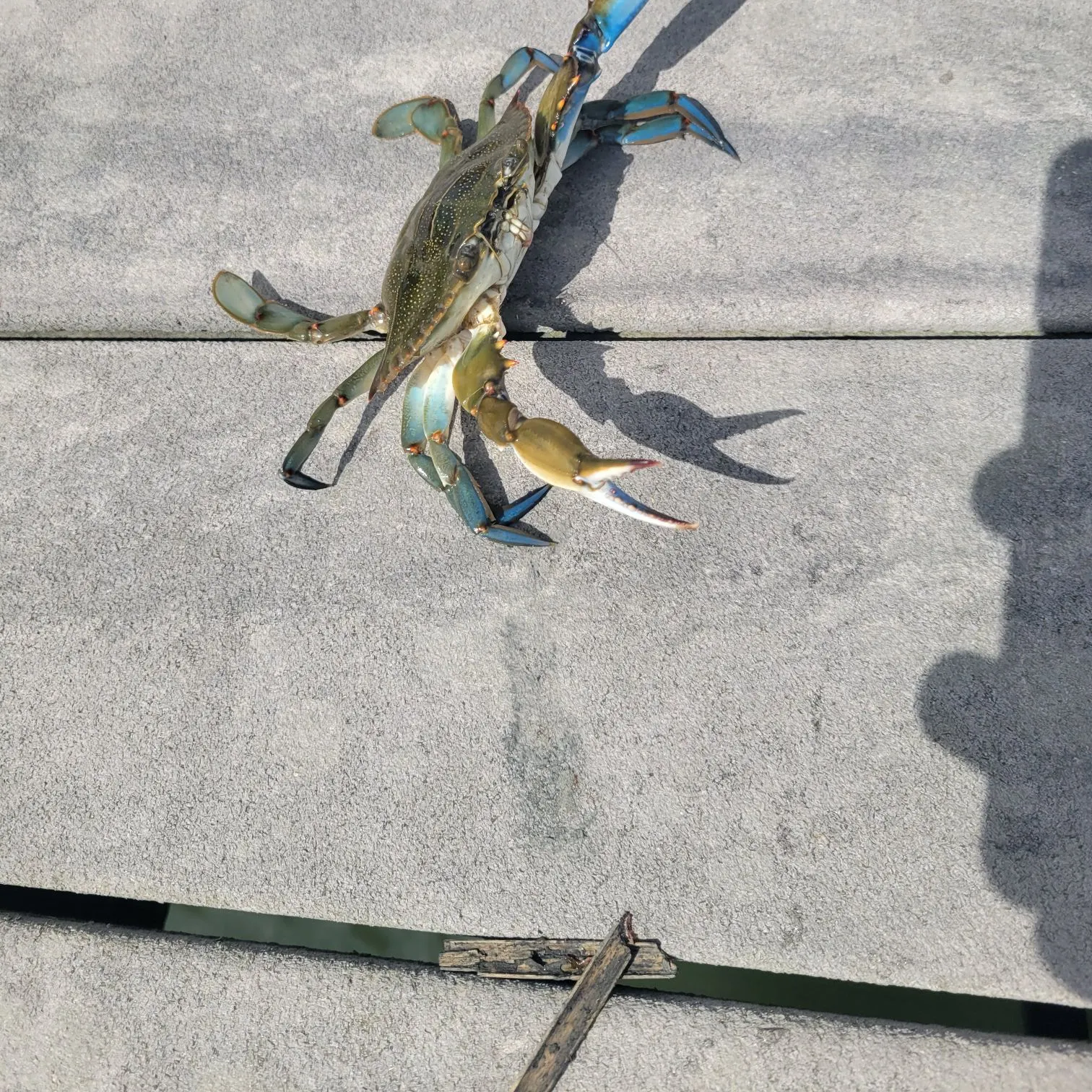 Blue crab caught on Fishbrain