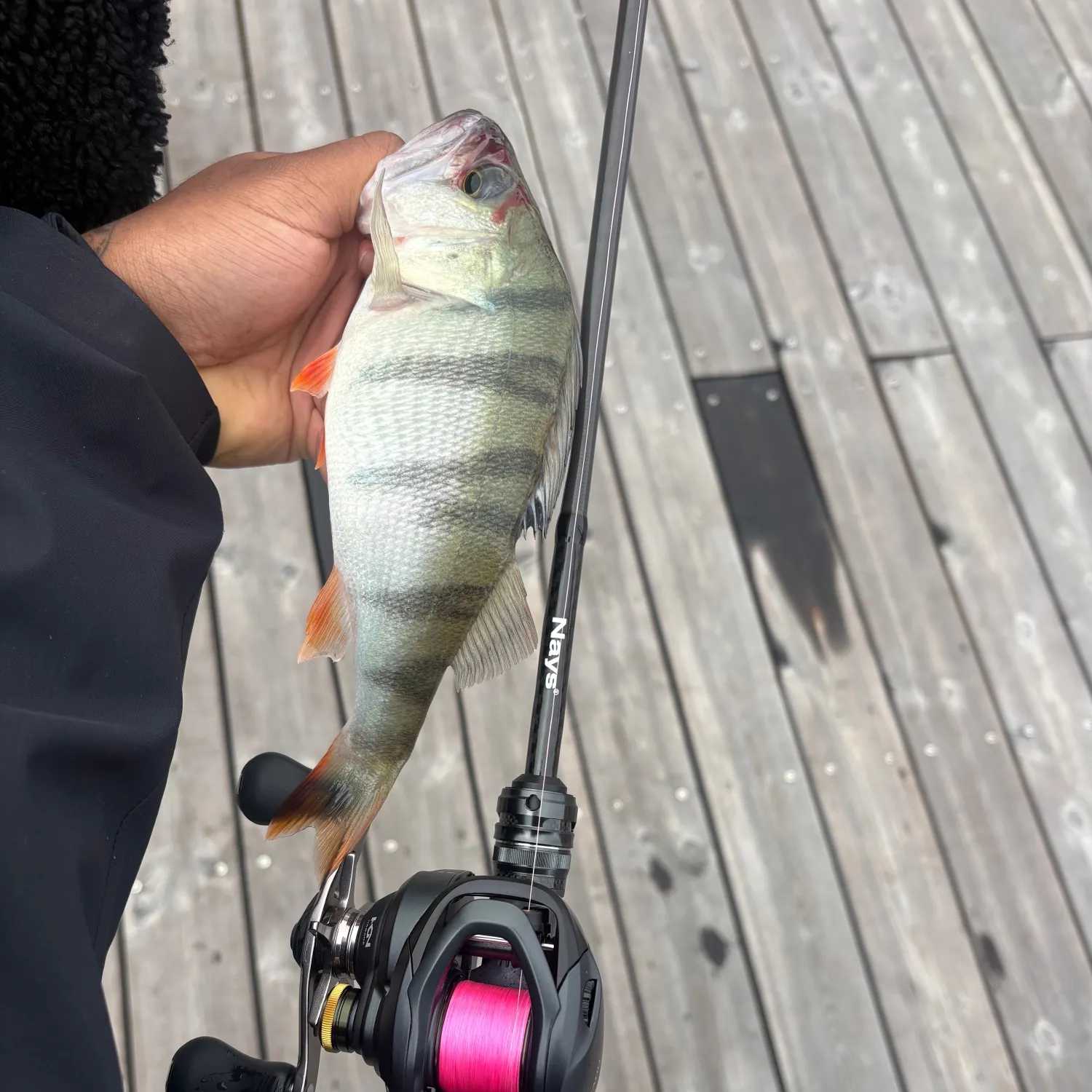 European perch caught on Fishbrain