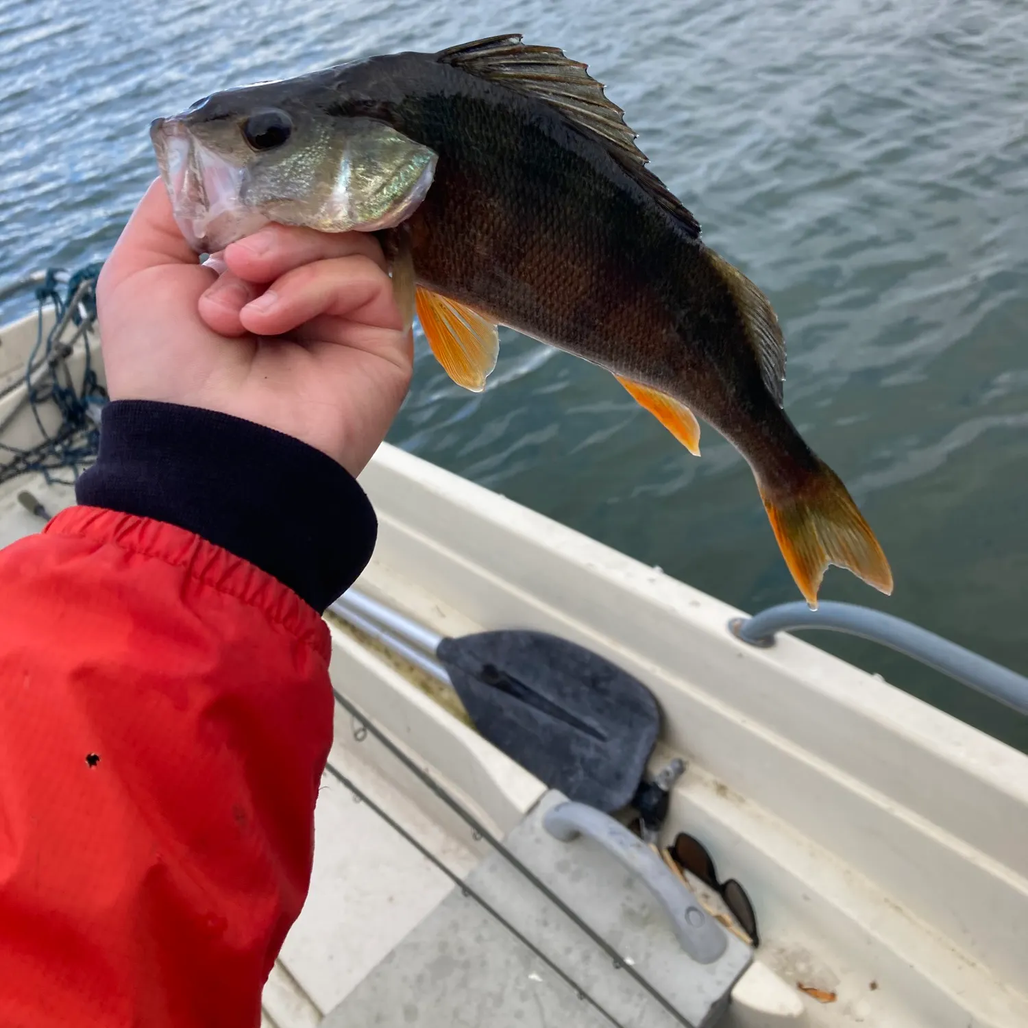 European perch caught on Fishbrain