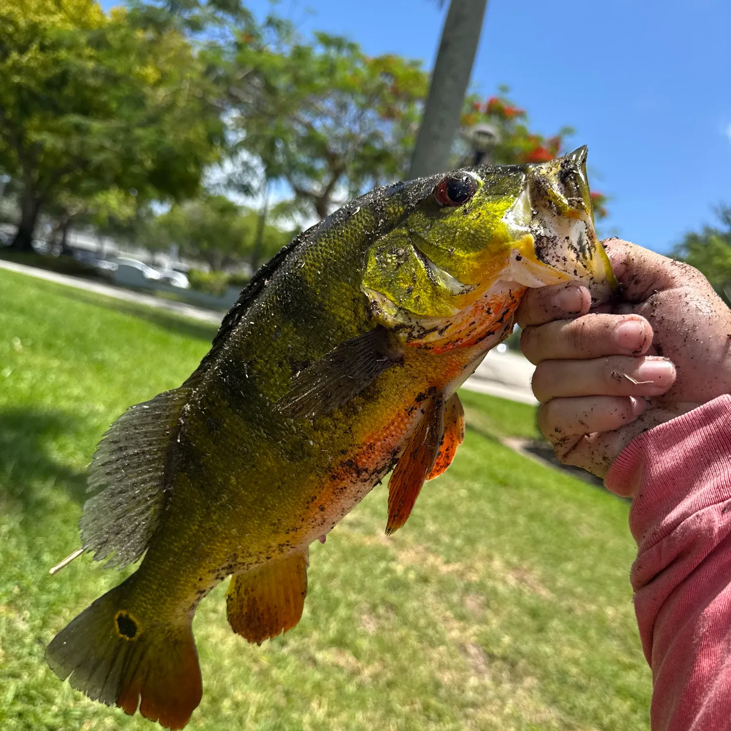 catch