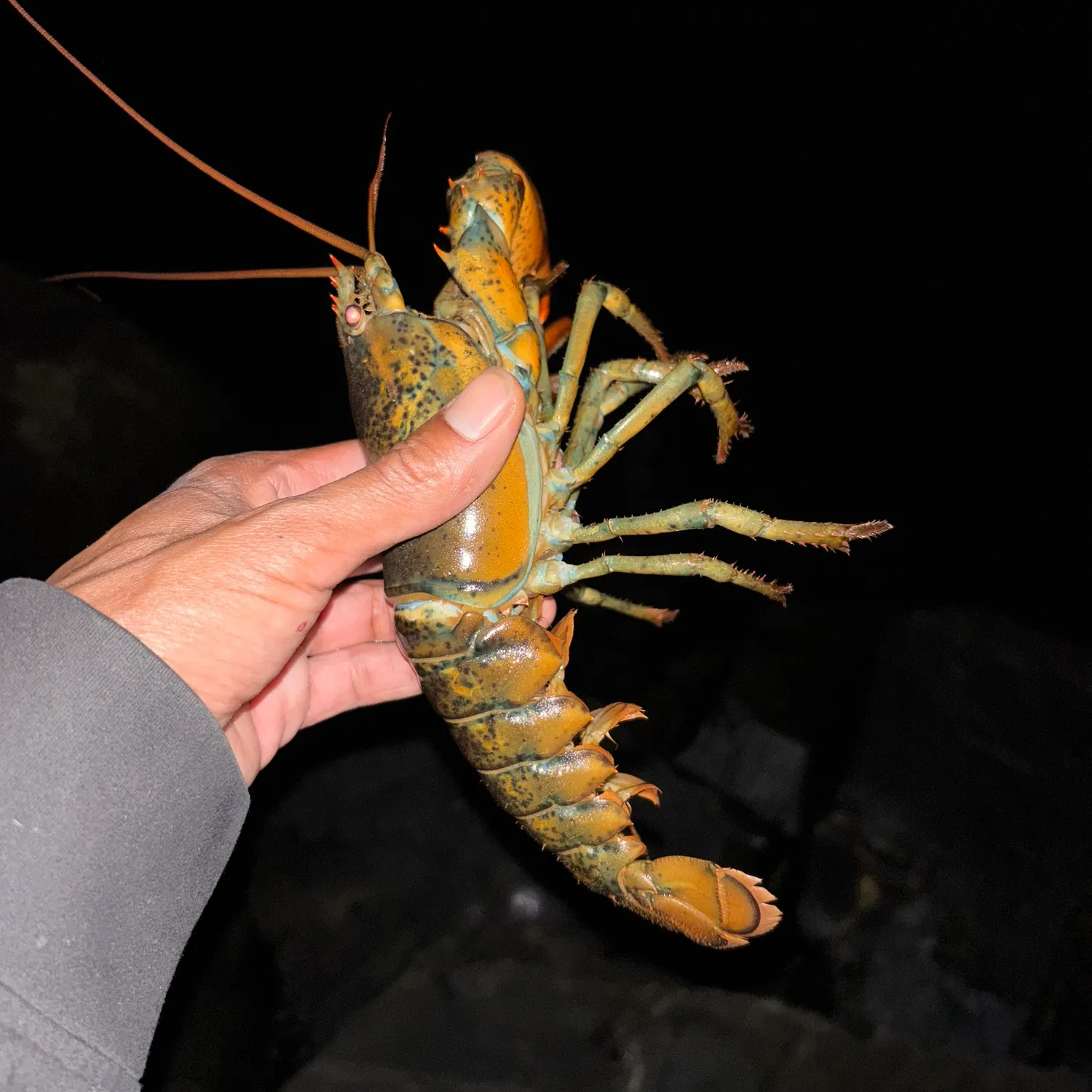 The most recent American lobster catches on Fishbrain