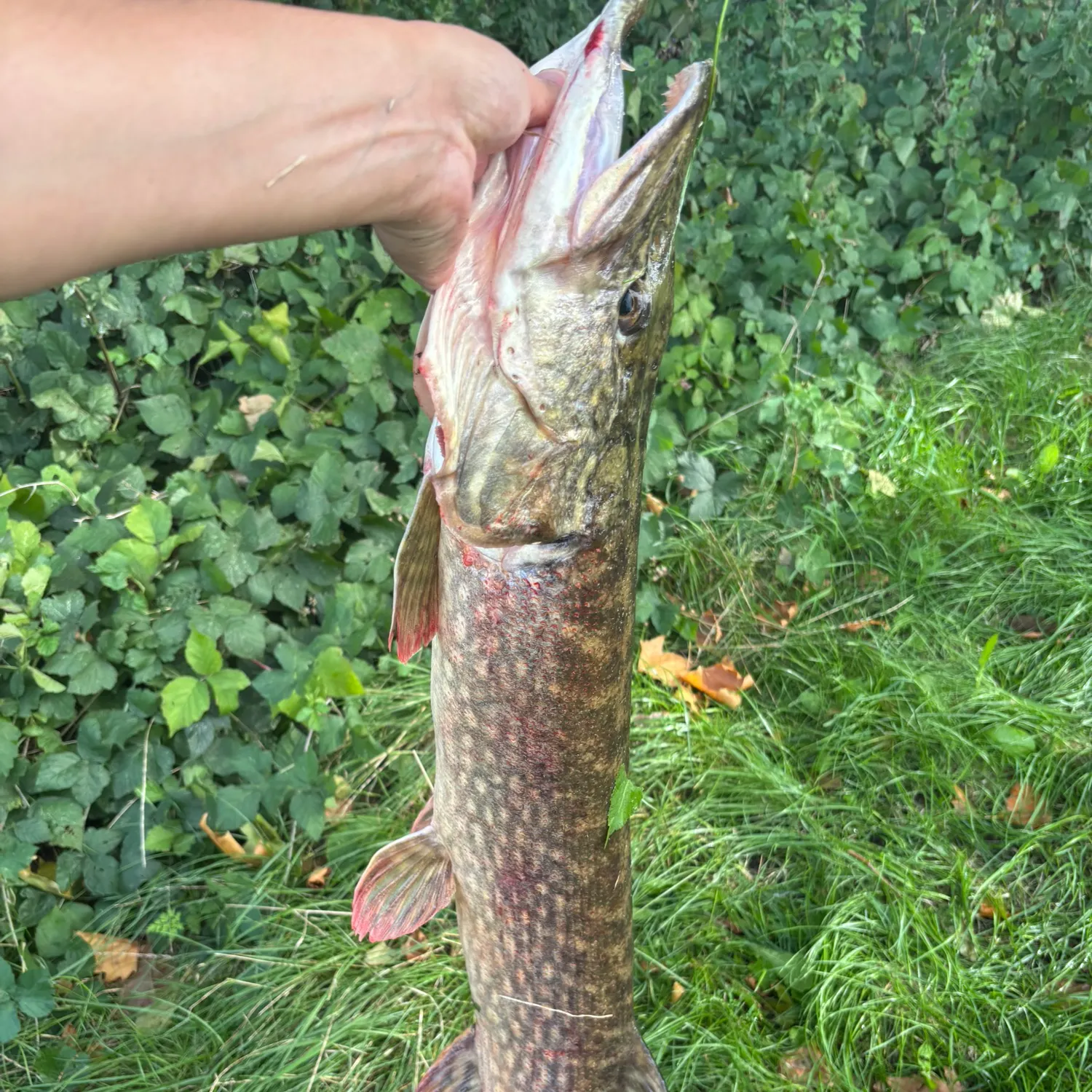 catch