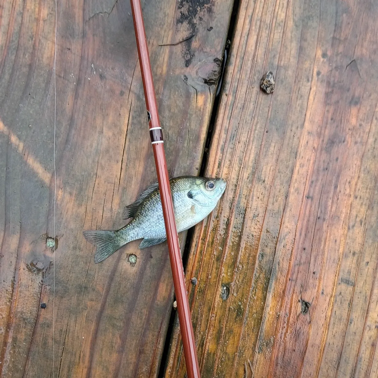 Bluegill caught on Fishbrain