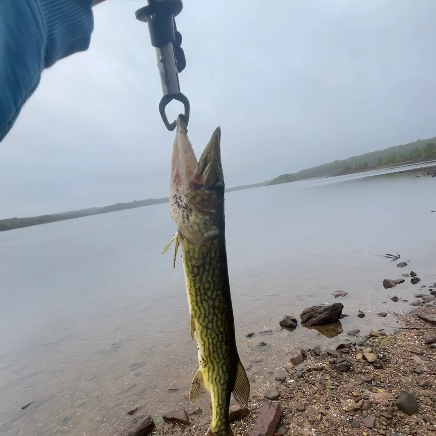Chain pickerel caught on Fishbrain