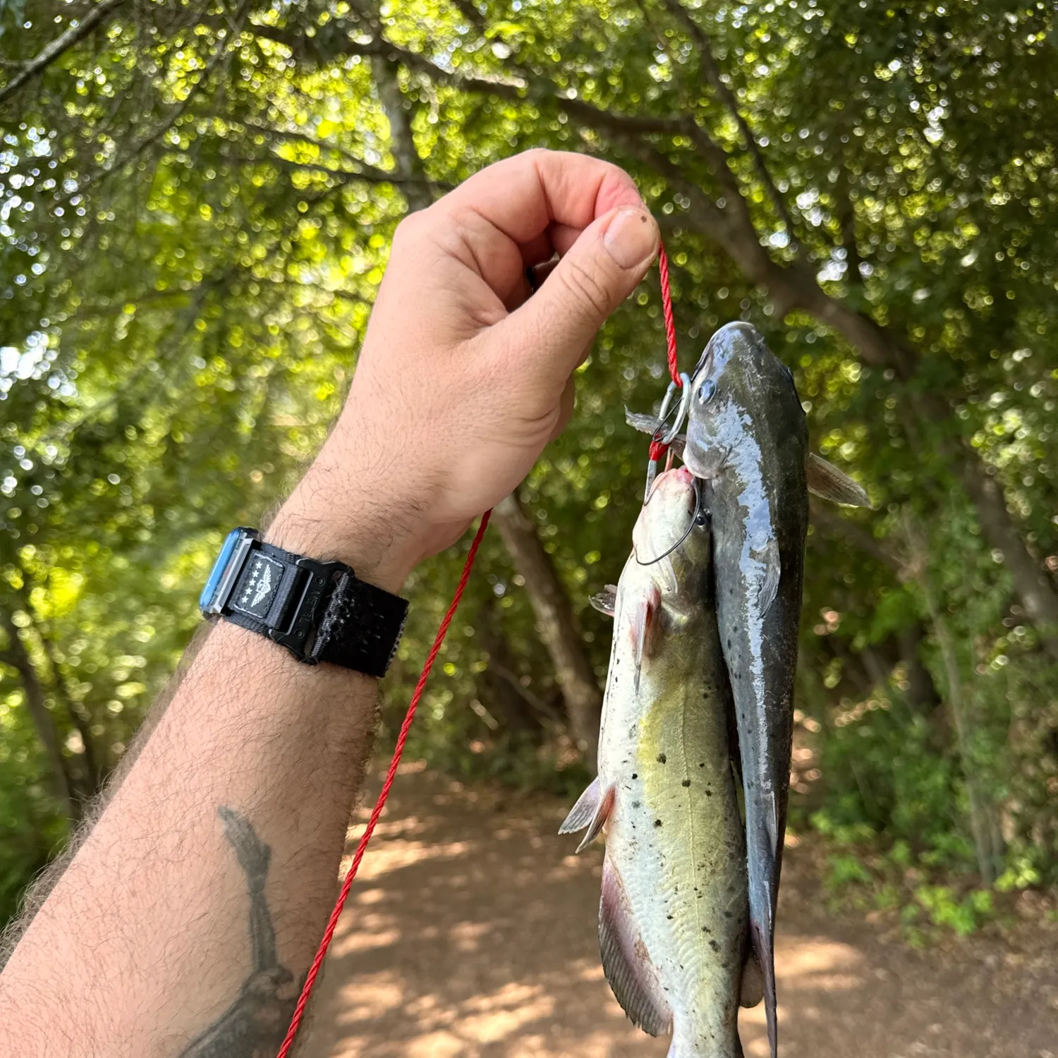 recently logged catches
