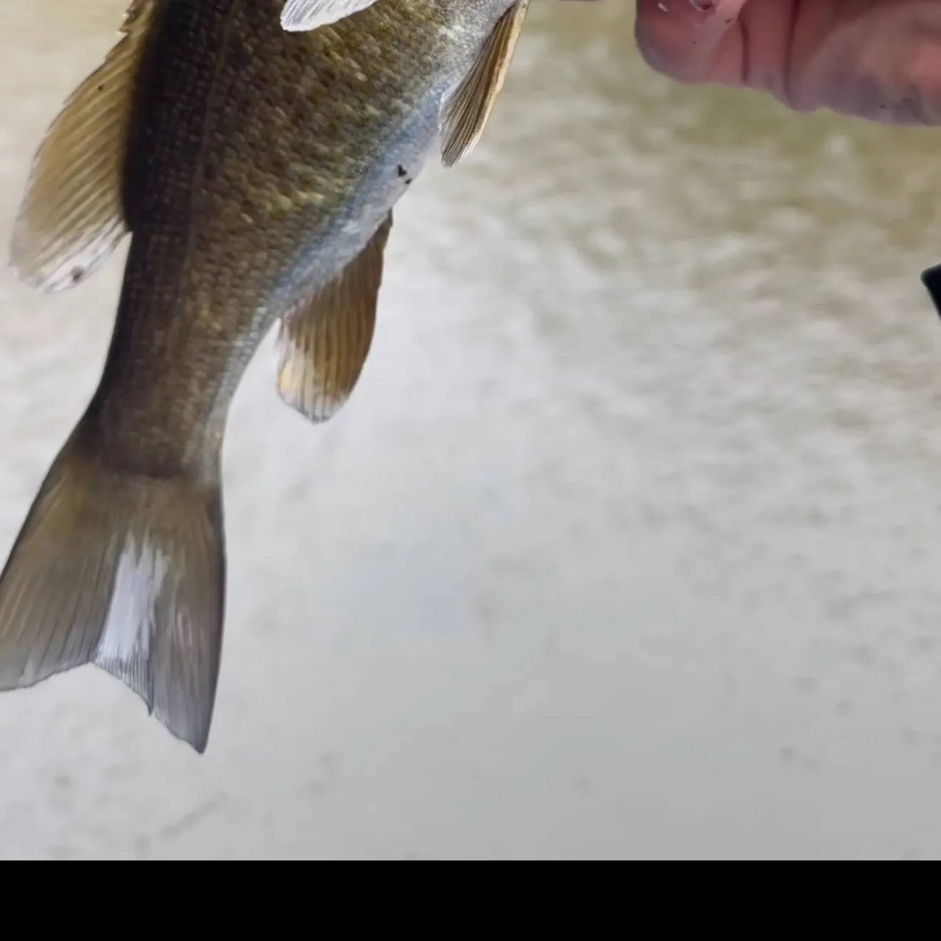 Smallmouth bass caught on Fishbrain