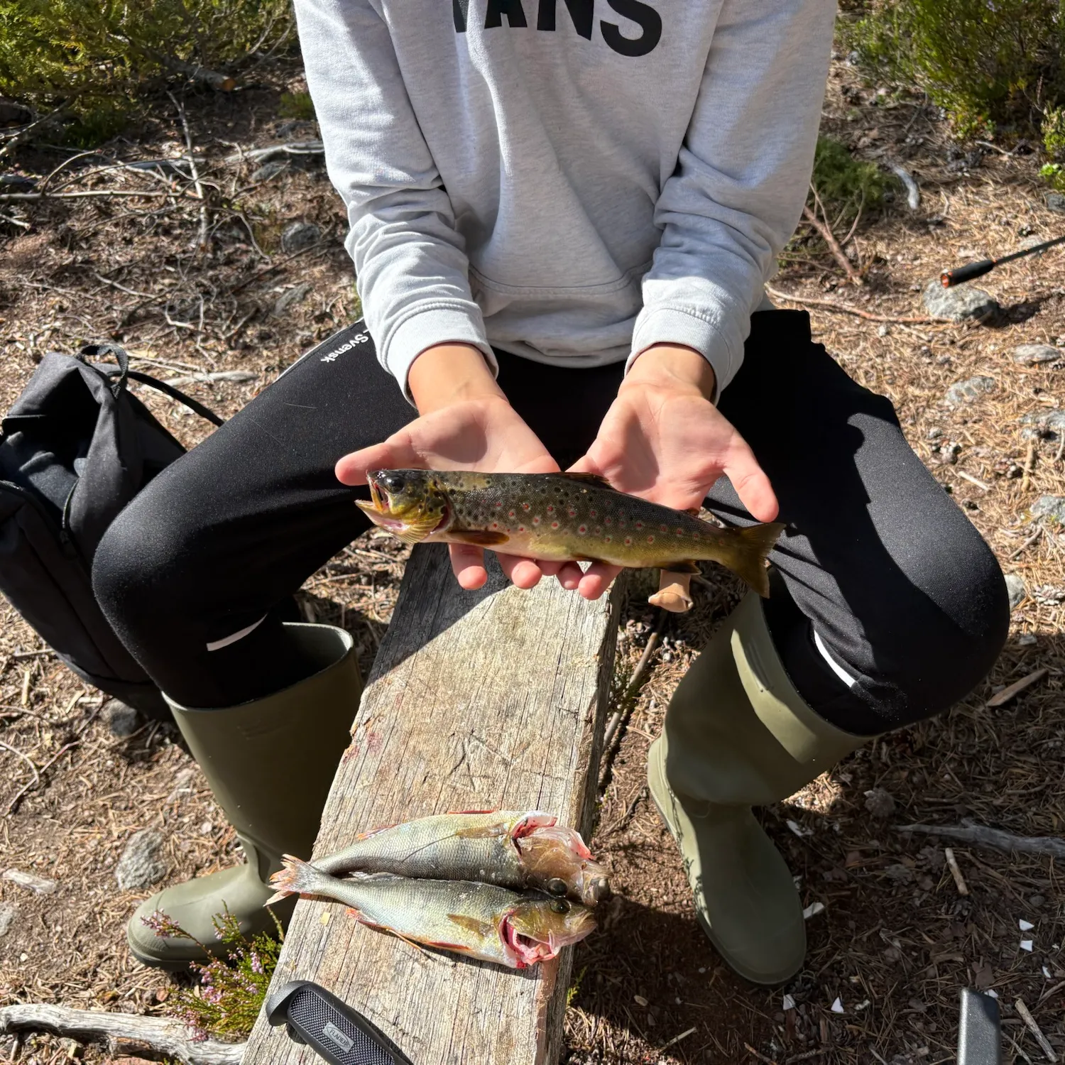 The most recent Lake trout catches on Fishbrain